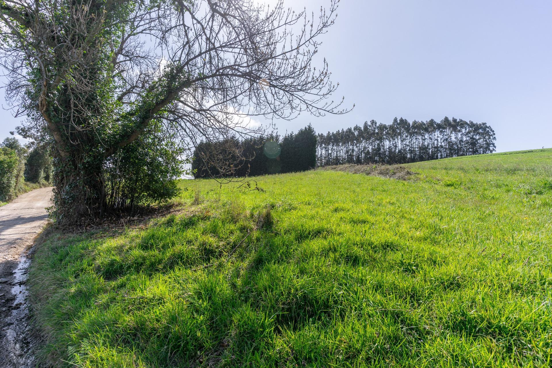 Fincas y solares-Venta-GijÃ³n-2207731-Foto-24