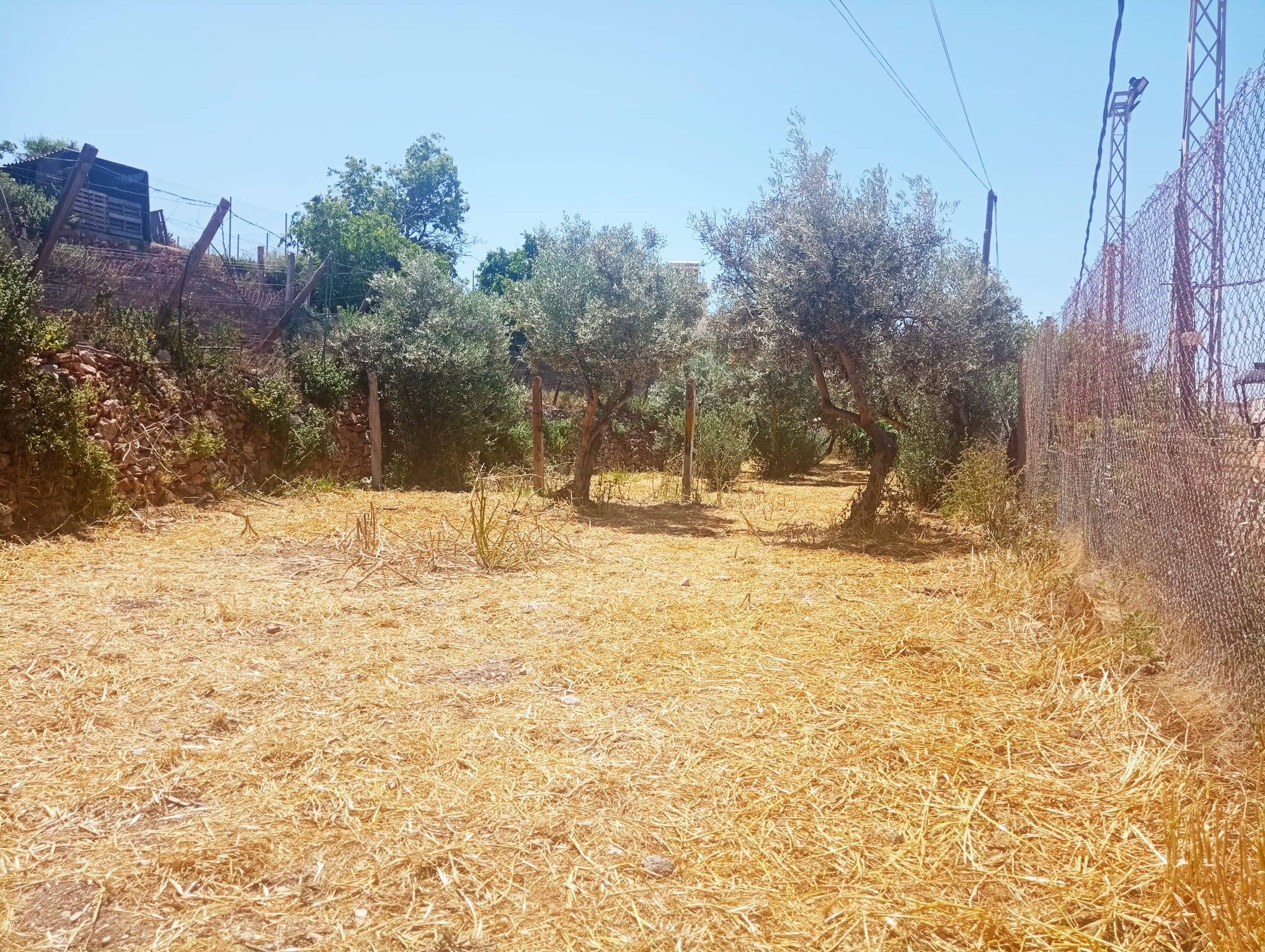 Fincas y solares-Venta-Dalías-2009105