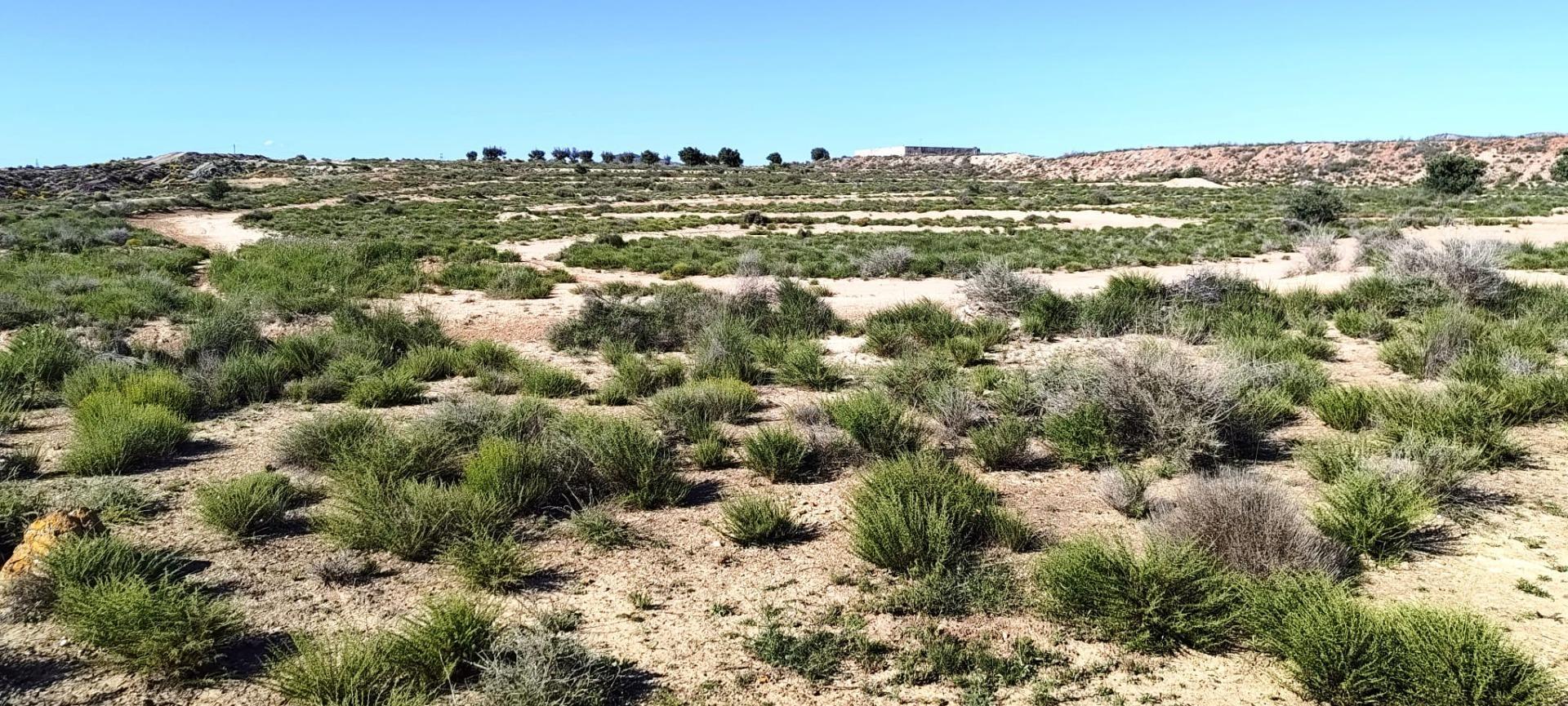 Fincas y solares-Venta-Villena-2412023
