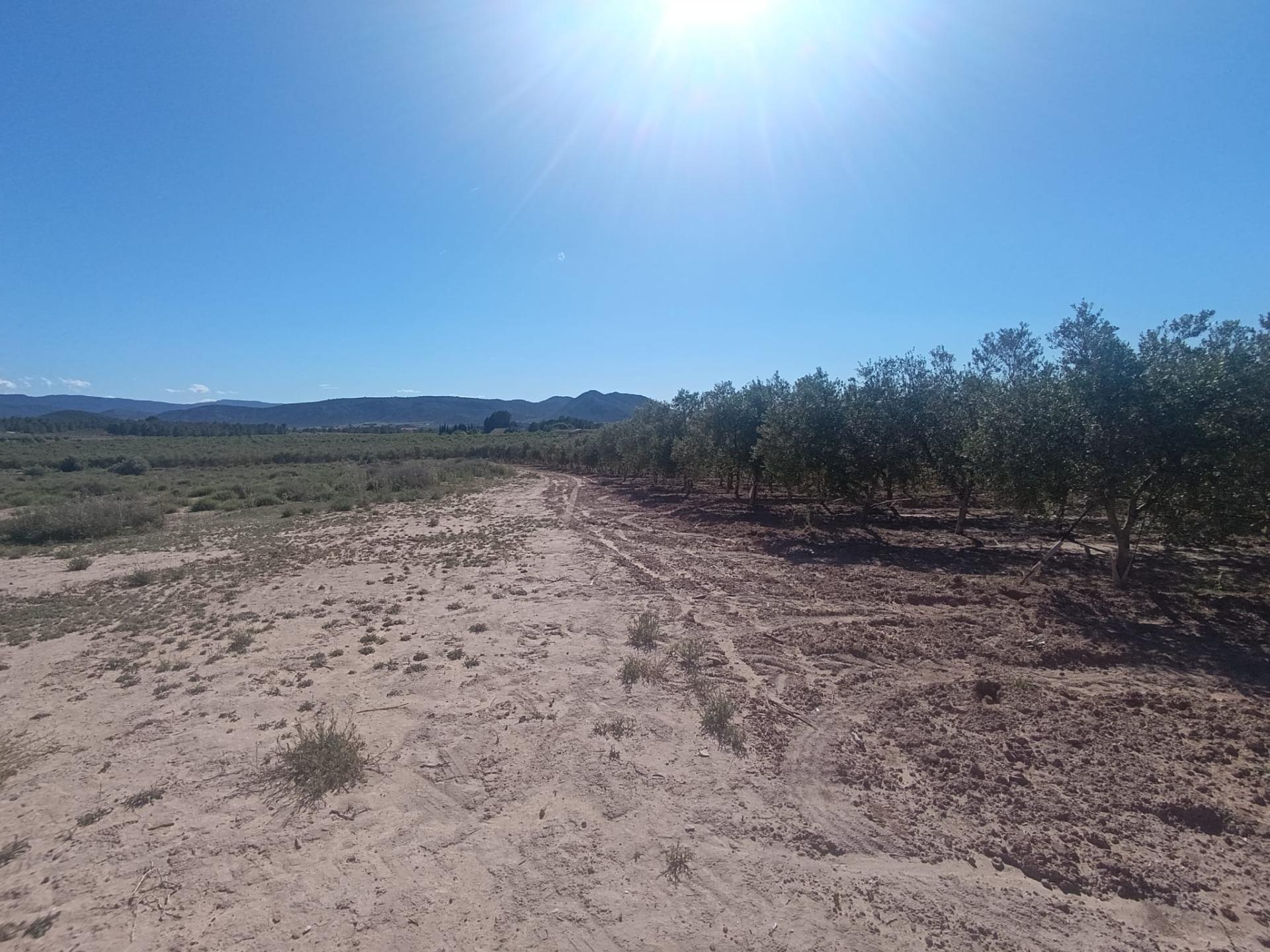 Fincas y solares-Venta-Villena-2412023-Foto-4