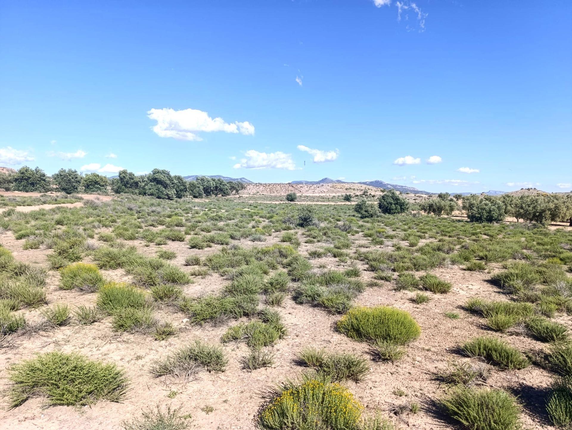 Fincas y solares-Venta-Villena-2412023-Foto-3