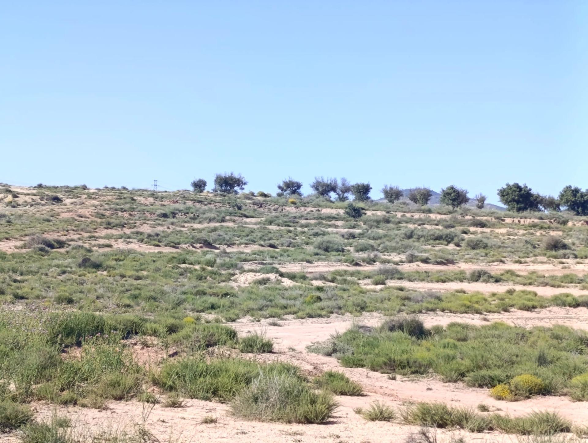 Fincas y solares-Venta-Villena-2412023-Foto-2