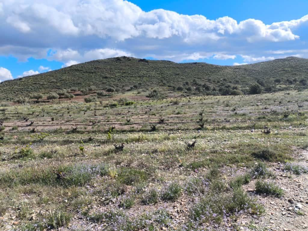 Fincas y solares-Venta-Alboloduy-2411624-Foto-3