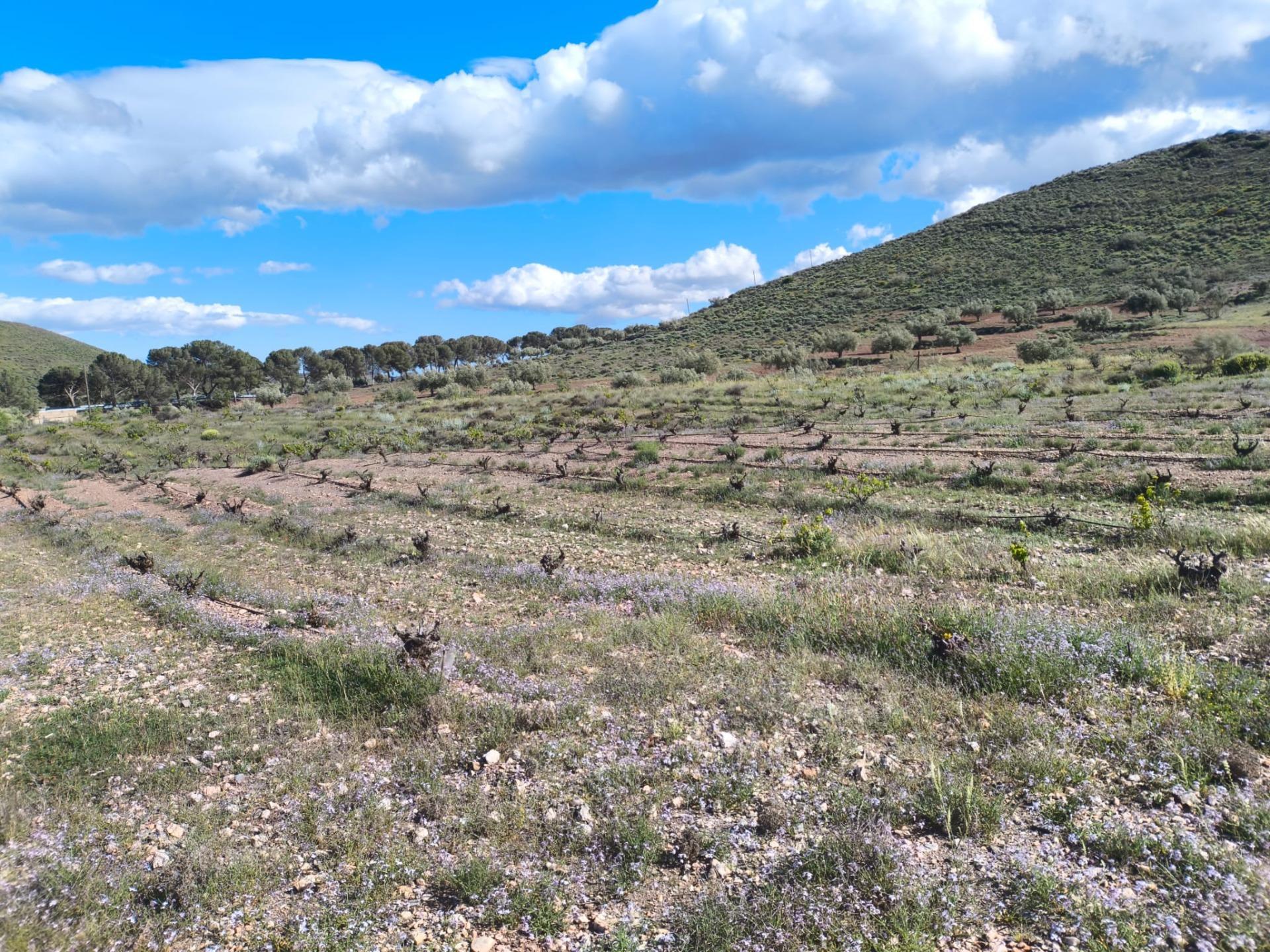 Fincas y solares-Venta-Alboloduy-2411624-Foto-4