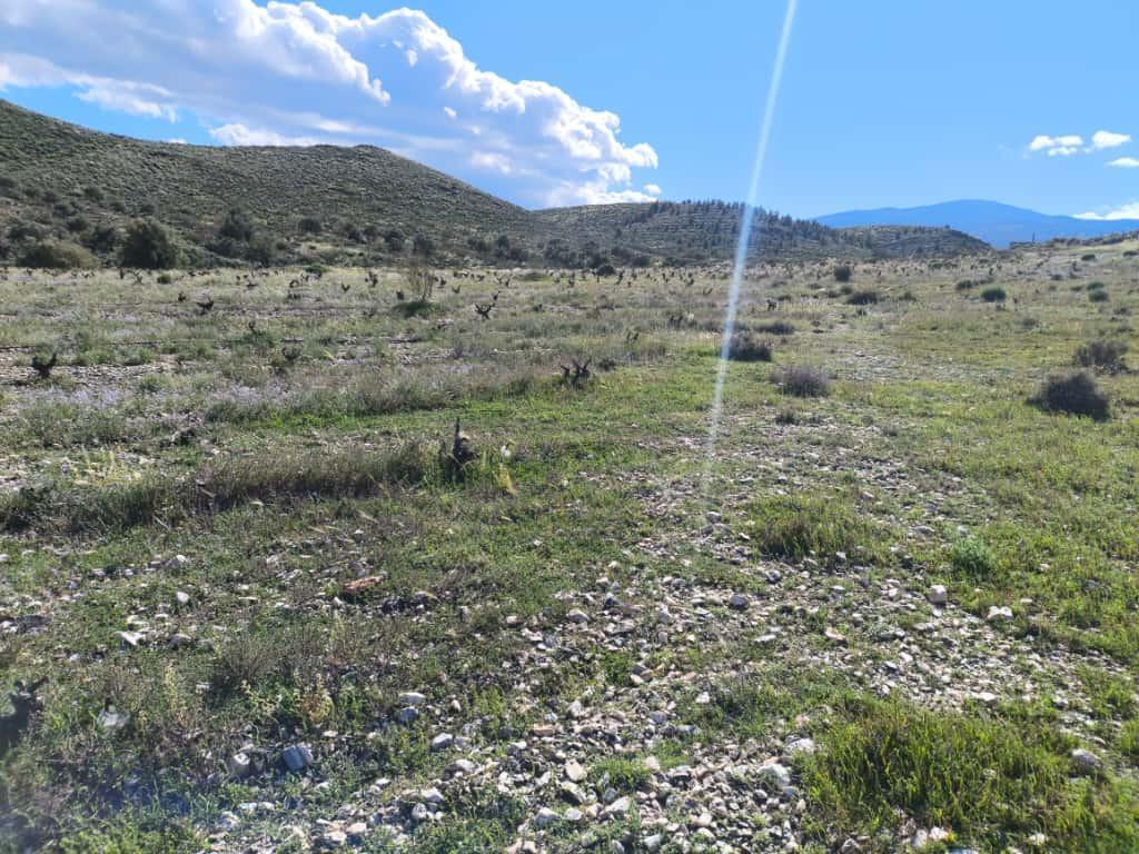 Fincas y solares-Venta-Alboloduy-2411624-Foto-6
