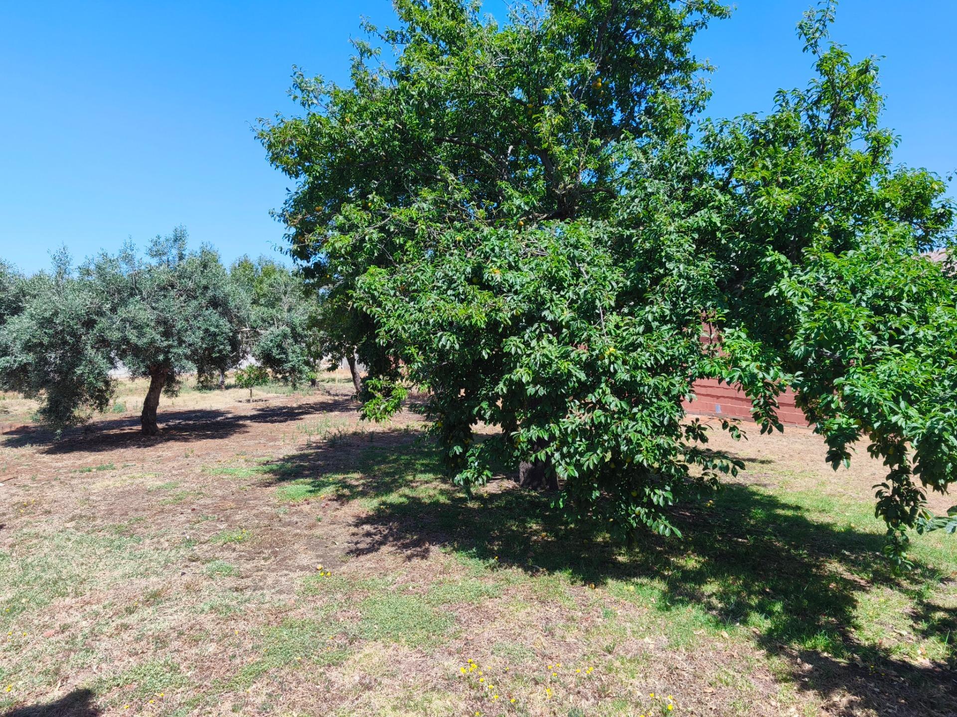 Casas o chalets-Venta-Chiclana de la Frontera-2411924-Foto-34