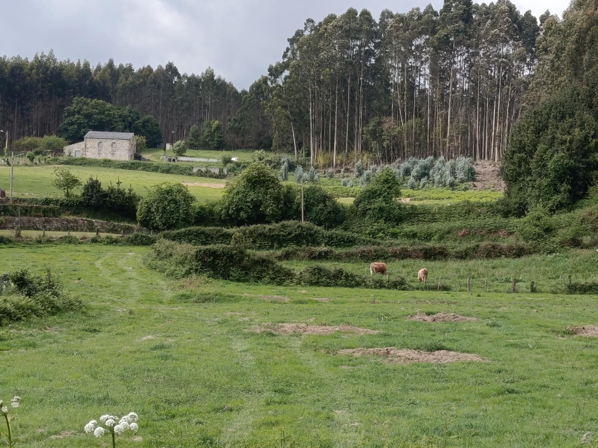 Casas o chalets-Venta-Foz-2059844-Foto-5