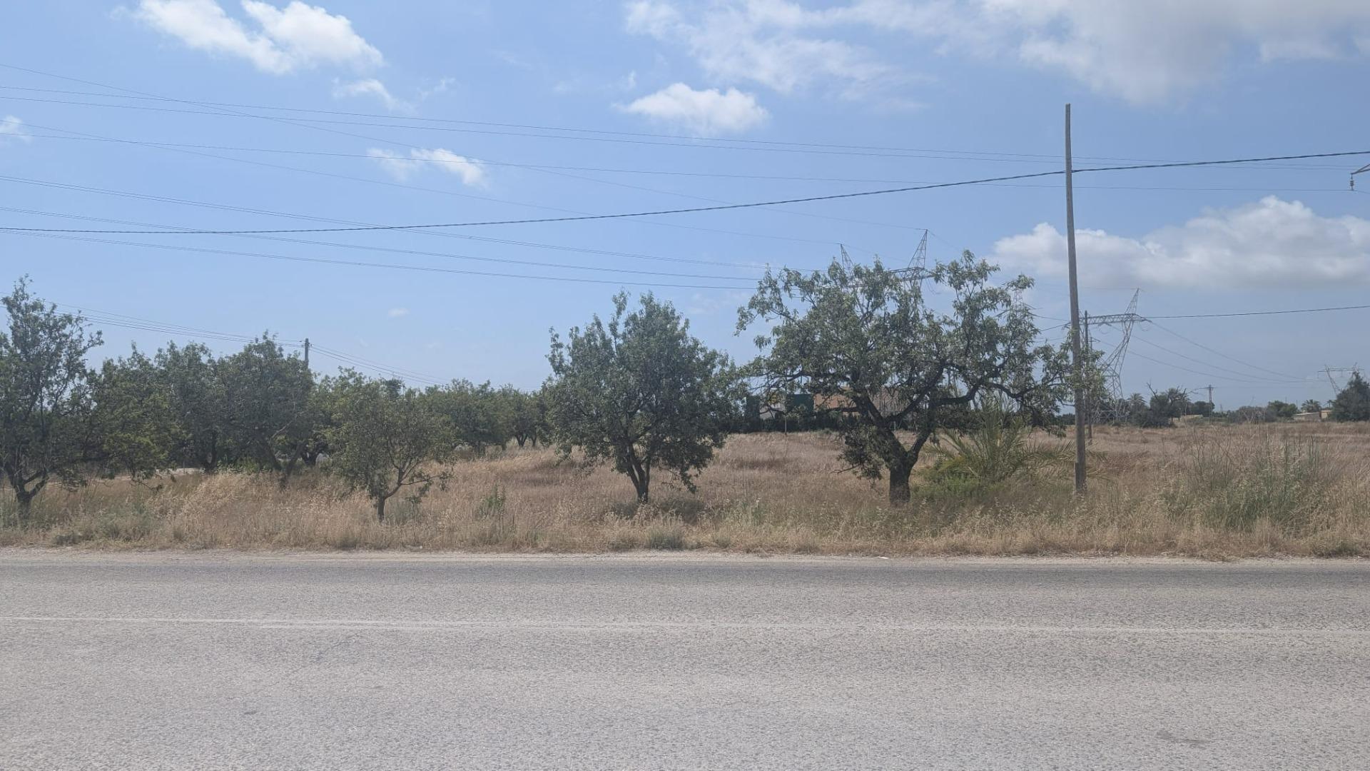 Fincas y solares-Venta-Elche-2412038-Foto-2