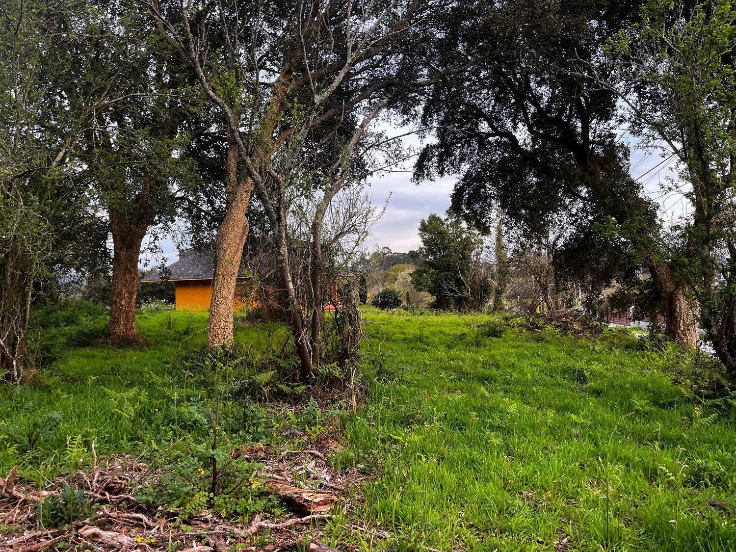 Fincas y solares-Venta-O Rosal-2412416