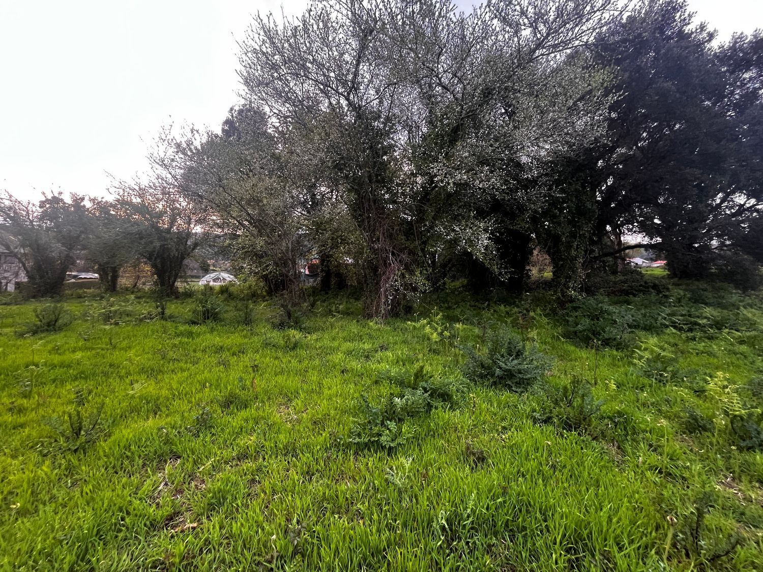 Fincas y solares-Venta-O Rosal-2412416-Foto-10