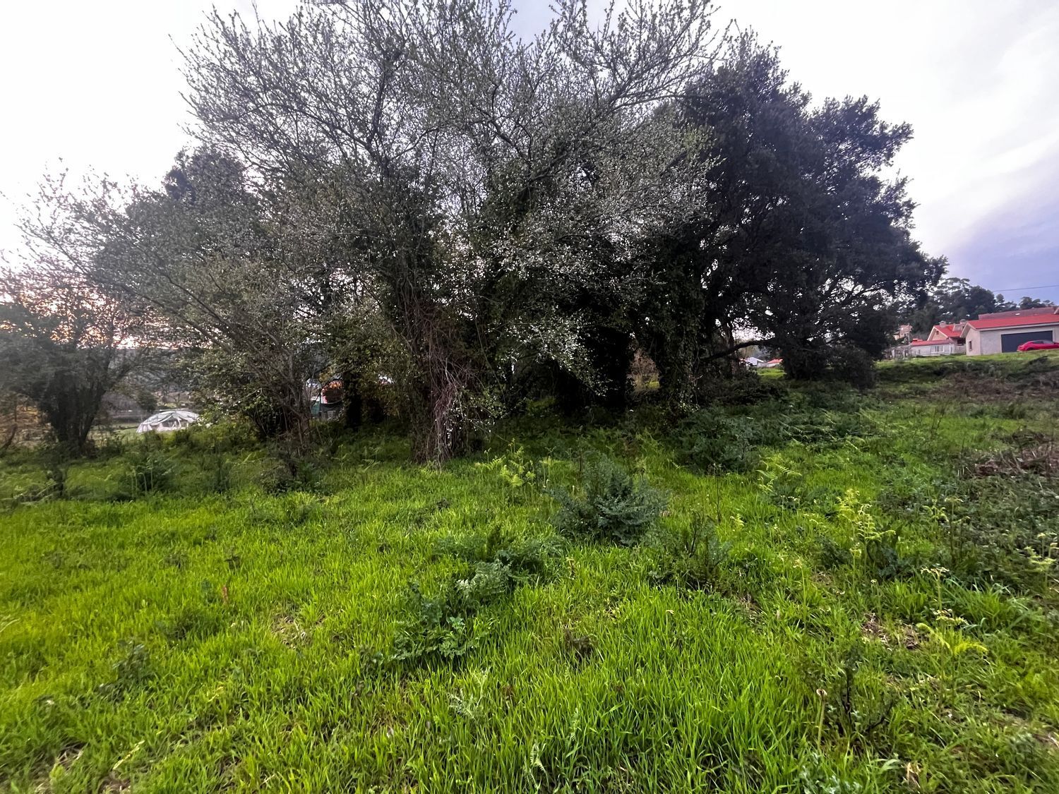 Fincas y solares-Venta-O Rosal-2412416-Foto-11