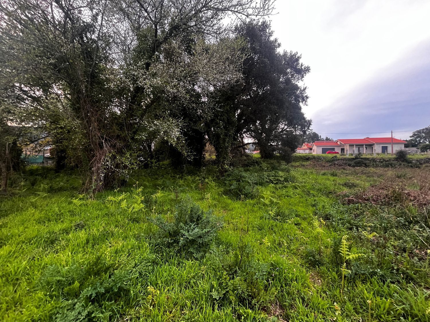 Fincas y solares-Venta-O Rosal-2412416-Foto-12