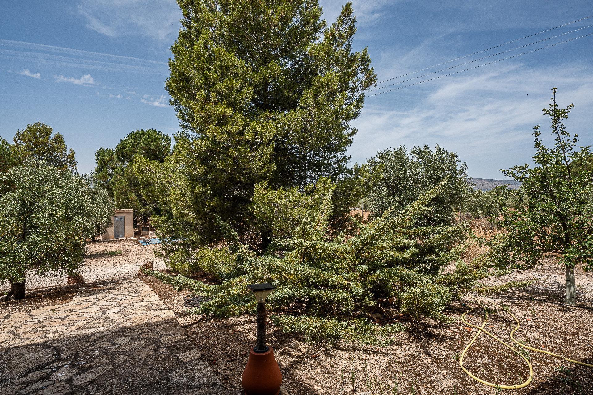 Pisos-Venta-Biar-2412068-Foto-53