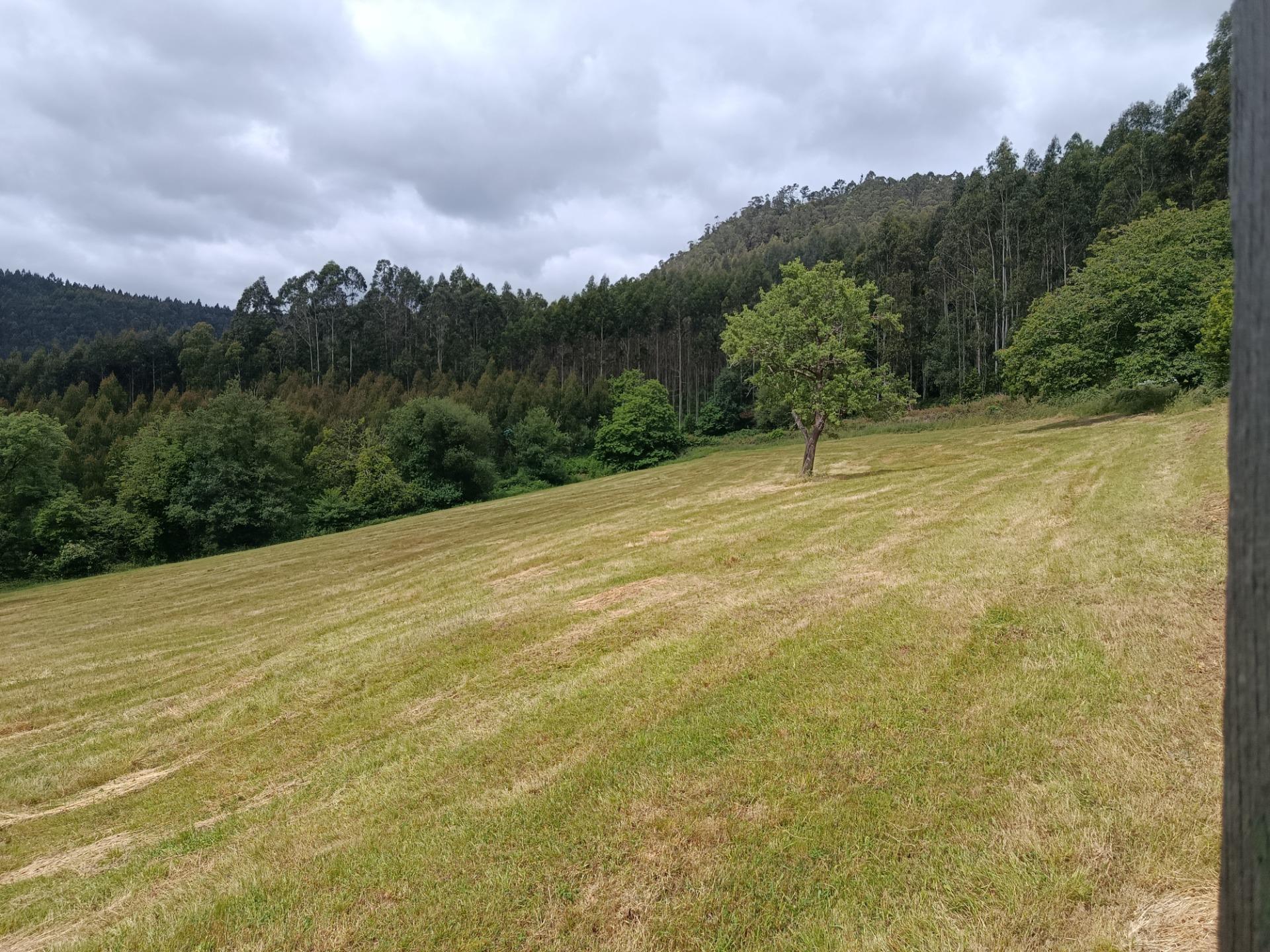 Casas o chalets-Venta-San Tirso de Abres-2412206-Foto-43
