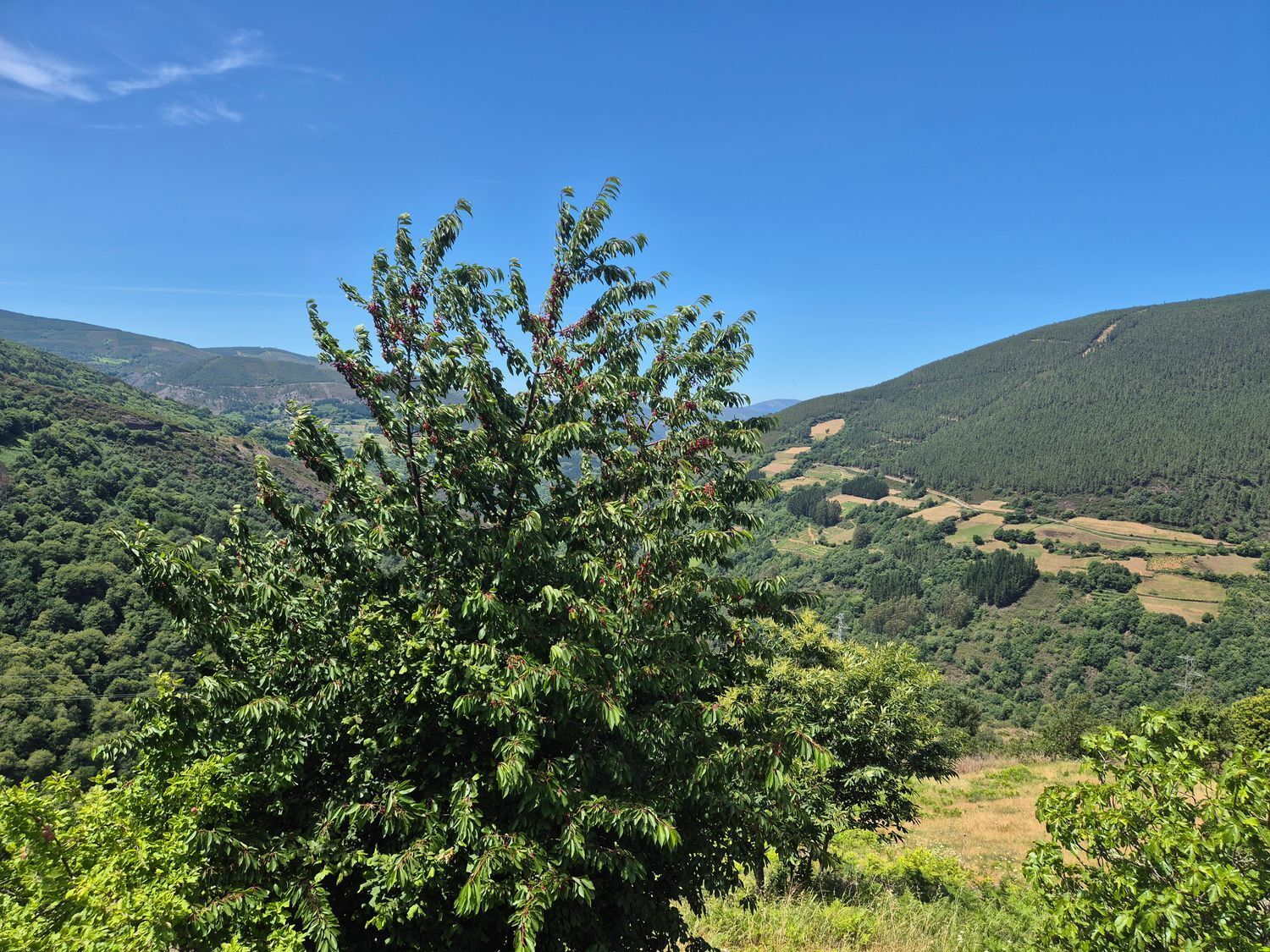 Casas o chalets-Venta-Ibias-2412431-Foto-3