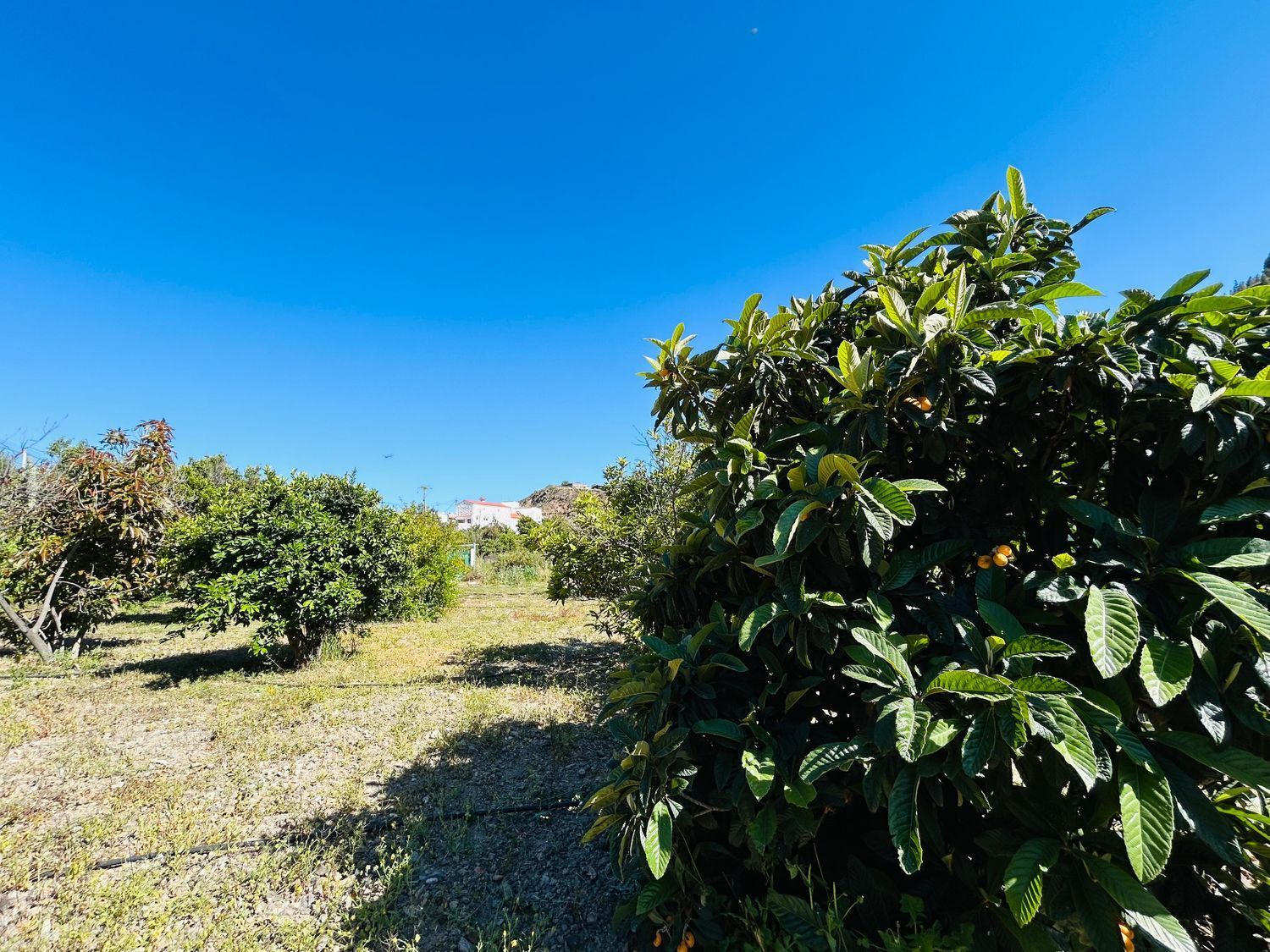 Casas o chalets-Venta-San BartolomÃ© de Tirajana-2416749-Foto-35