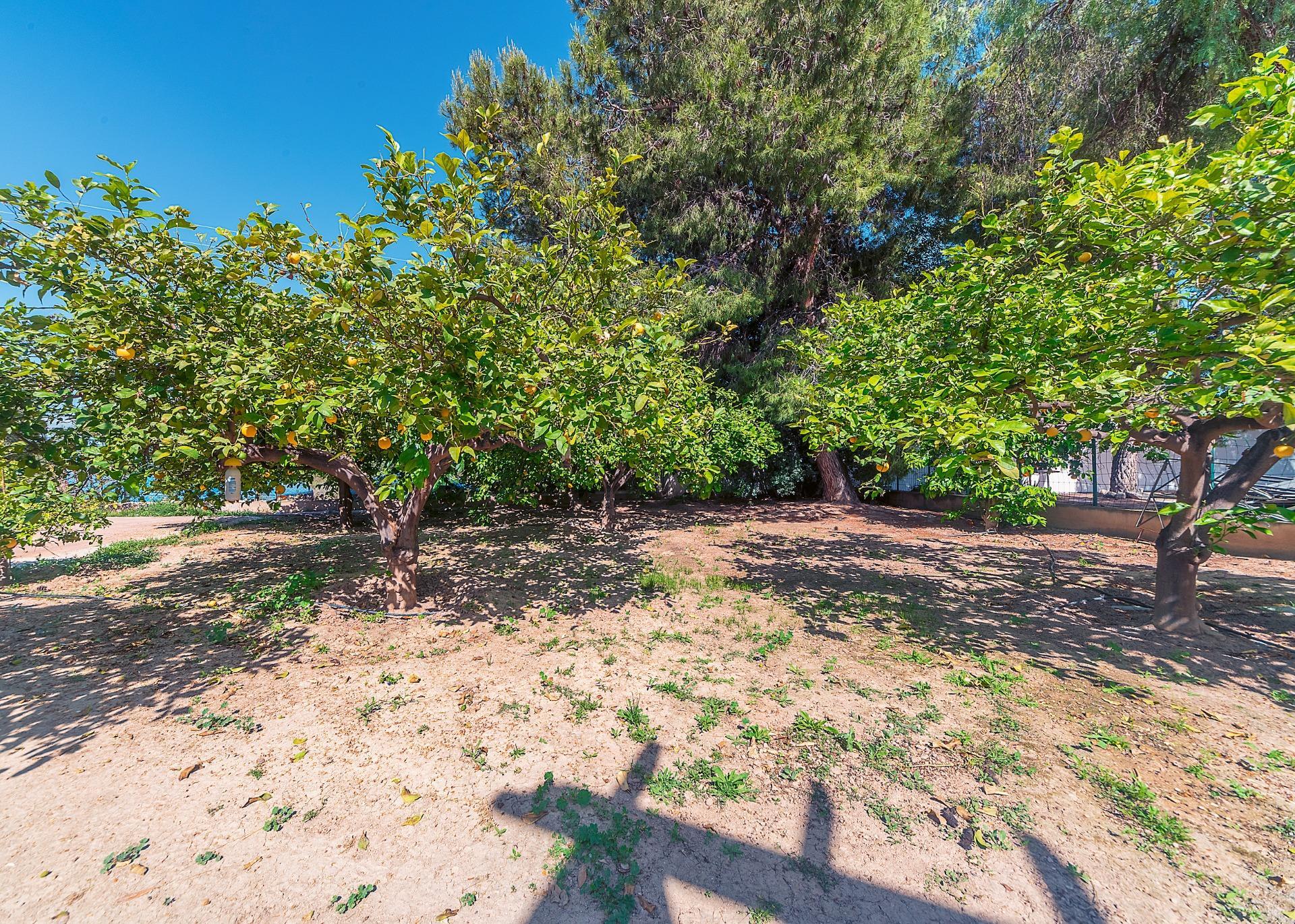 Casas o chalets-Venta-Alicante-2256099-Foto-24
