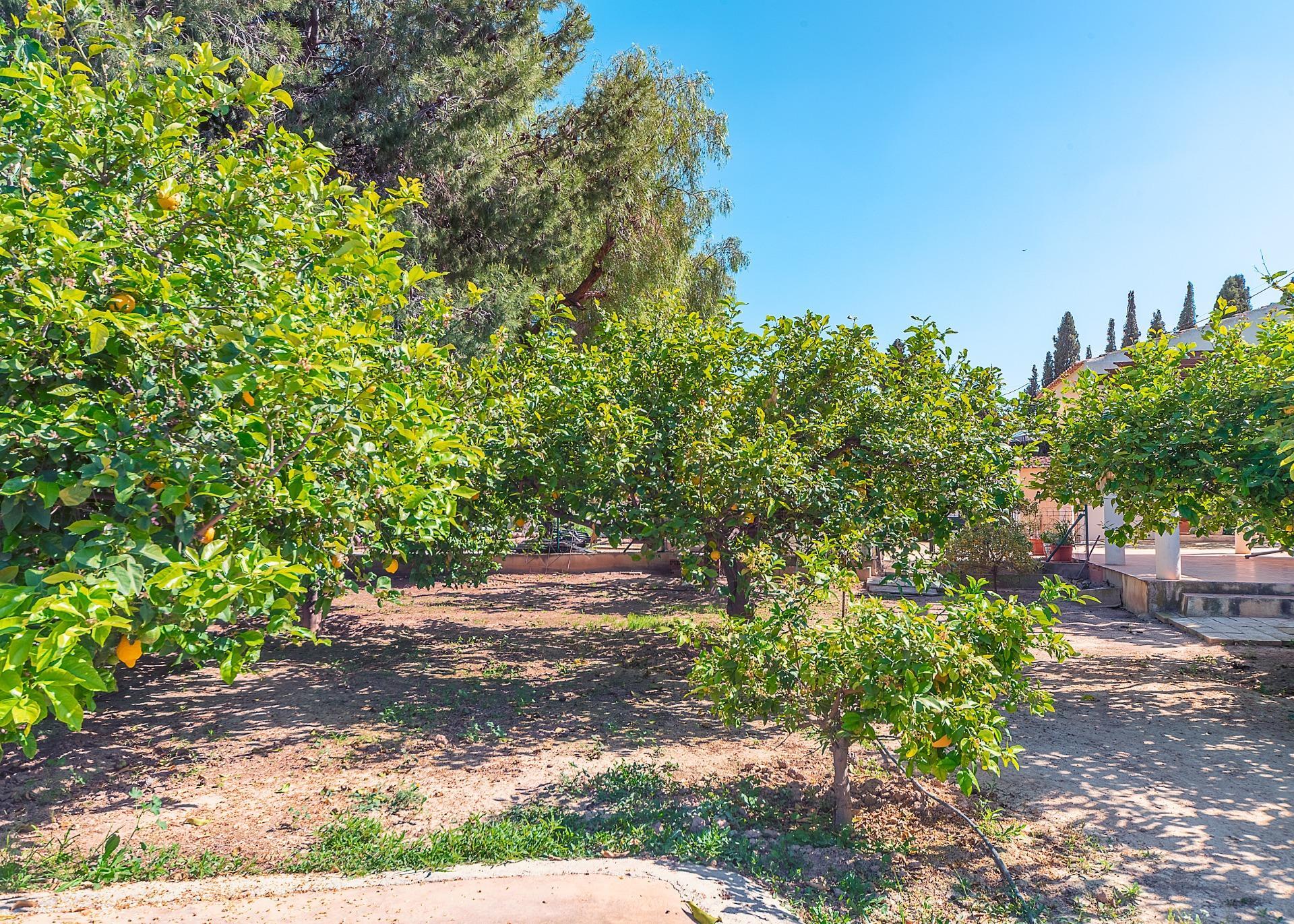 Casas o chalets-Venta-Alicante-2256099-Foto-30