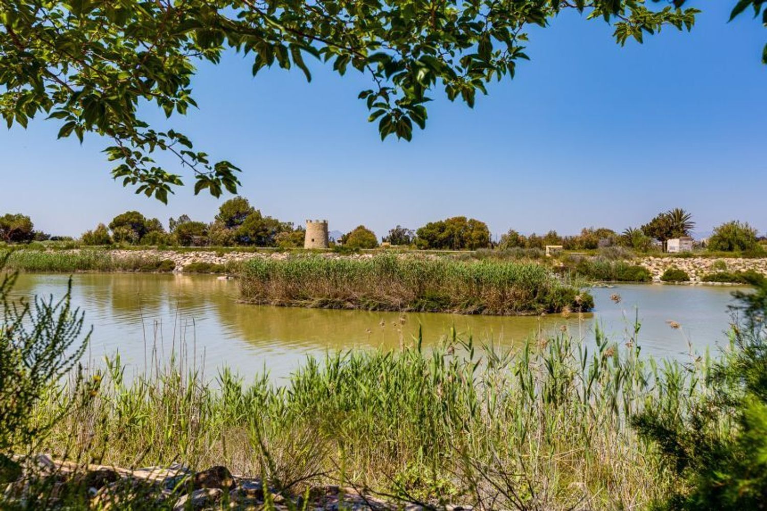Negocios-Venta-San Fulgencio-2412392-Foto-25