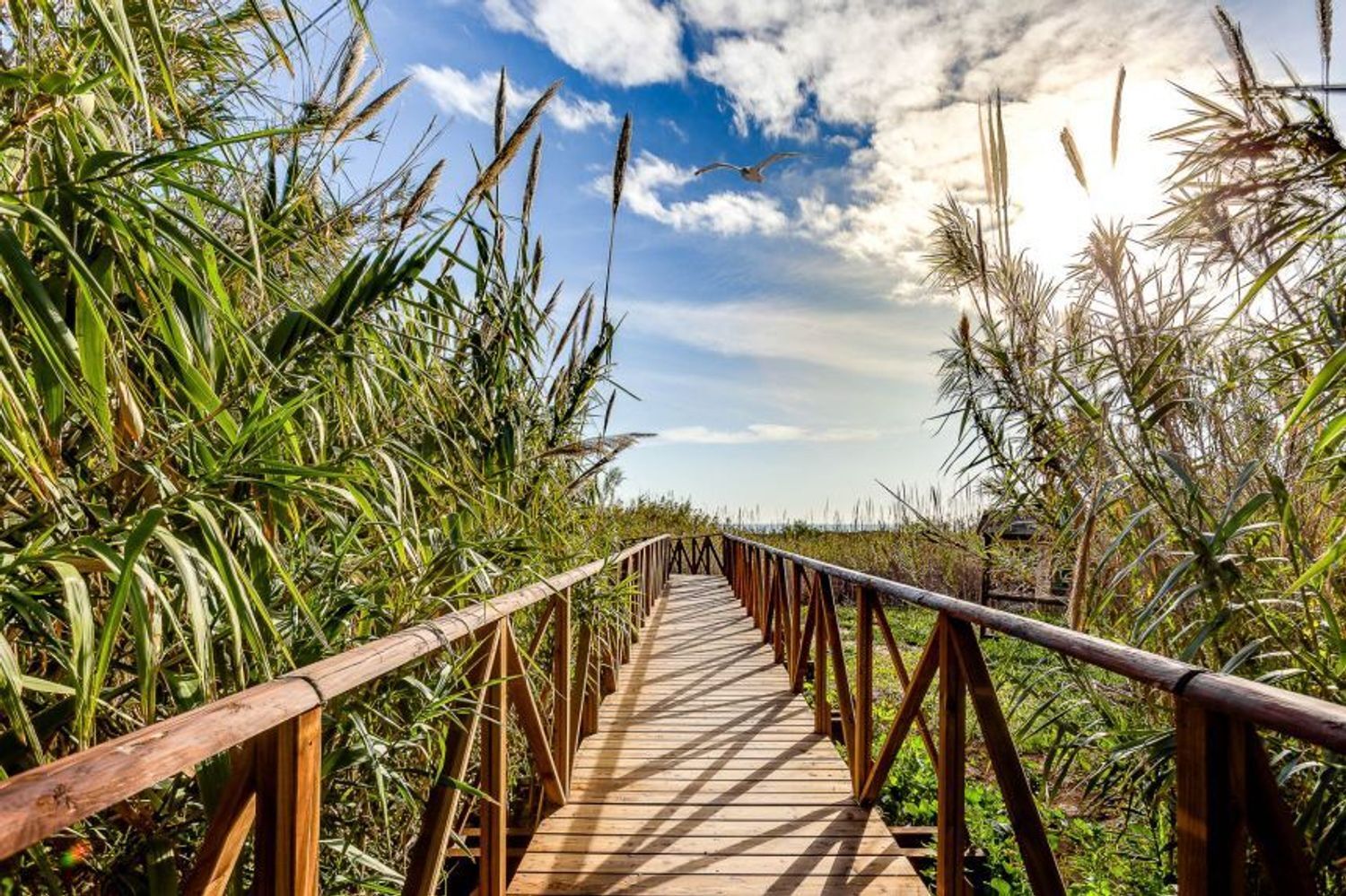 Negocios-Venta-San Fulgencio-2412392-Foto-27