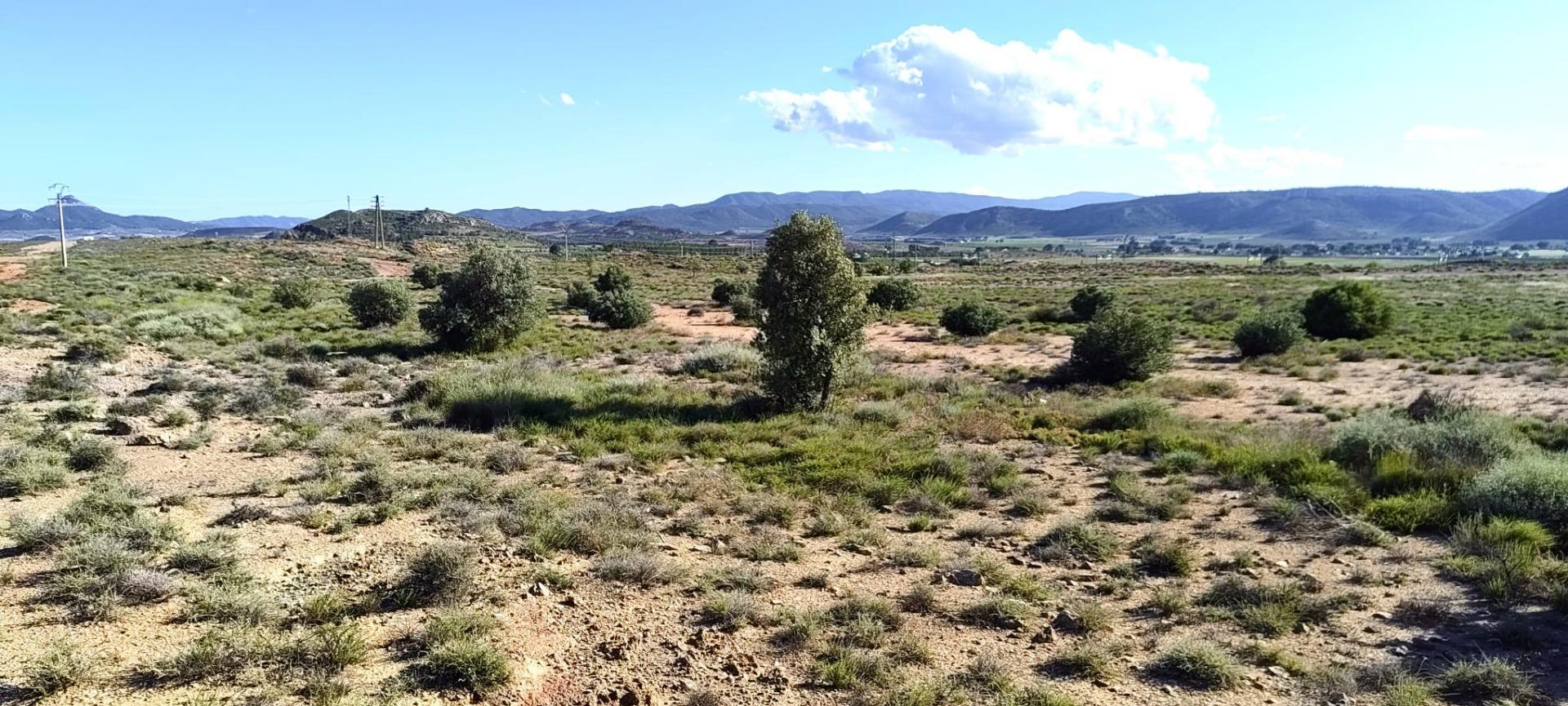 Fincas y solares-Venta-Villena-2412647-Foto-2