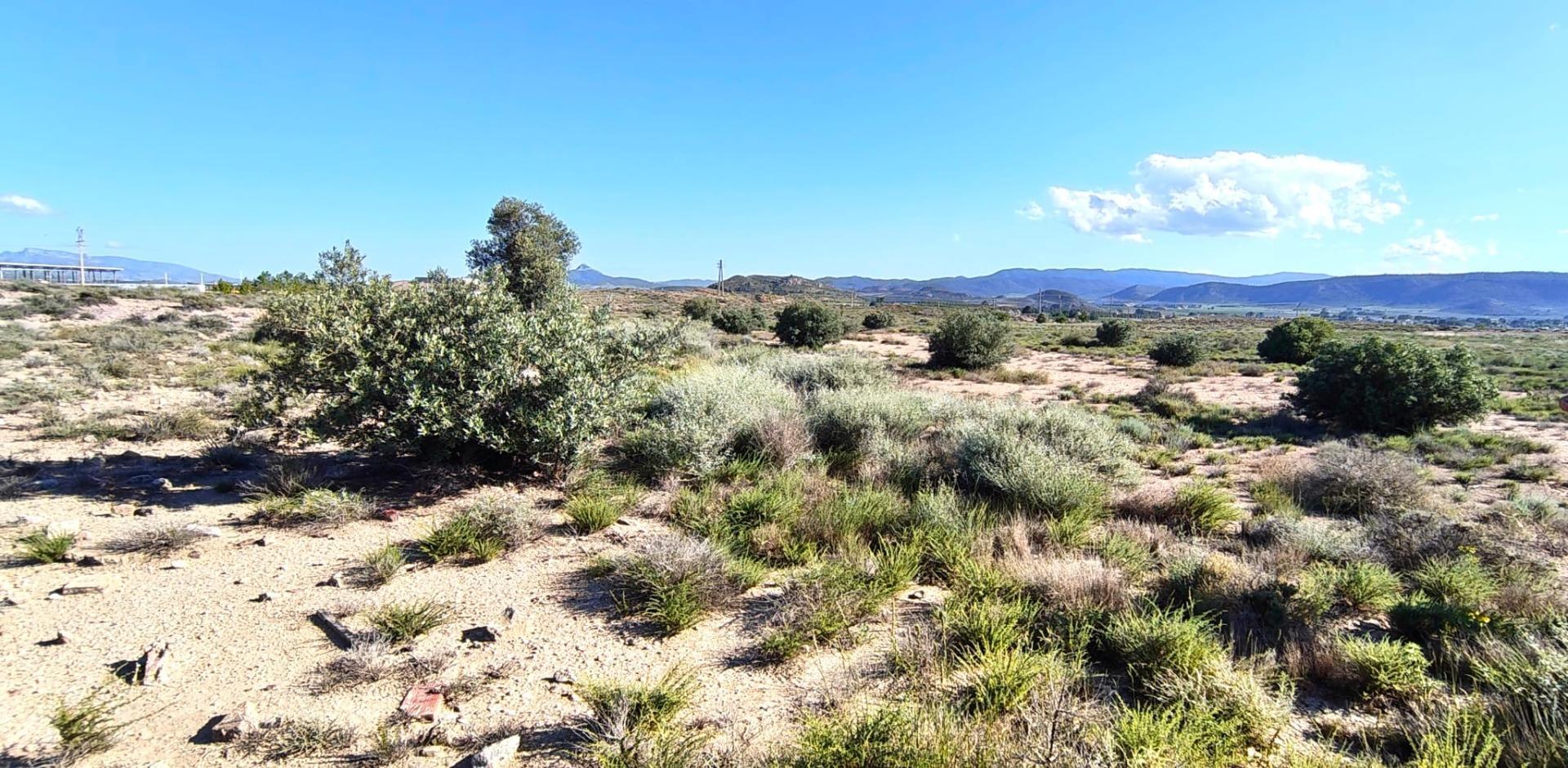 Fincas y solares-Venta-Villena-2412647-Foto-3