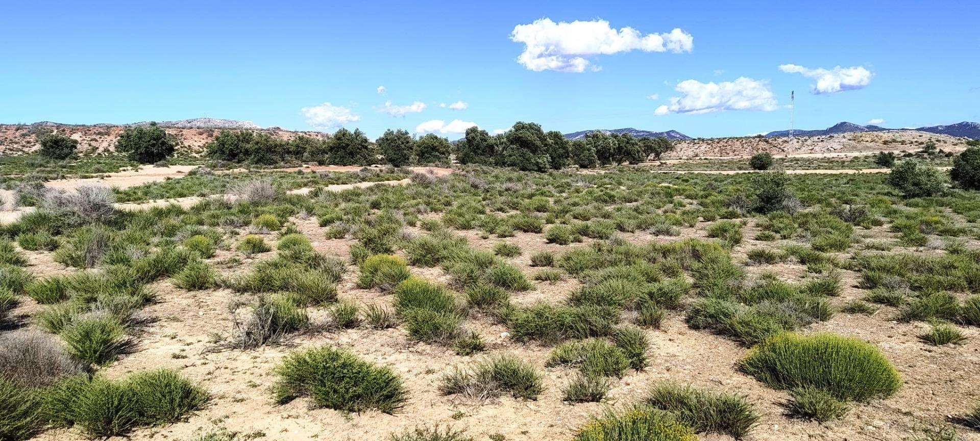 Fincas y solares-Venta-Villena-2412647-Foto-4