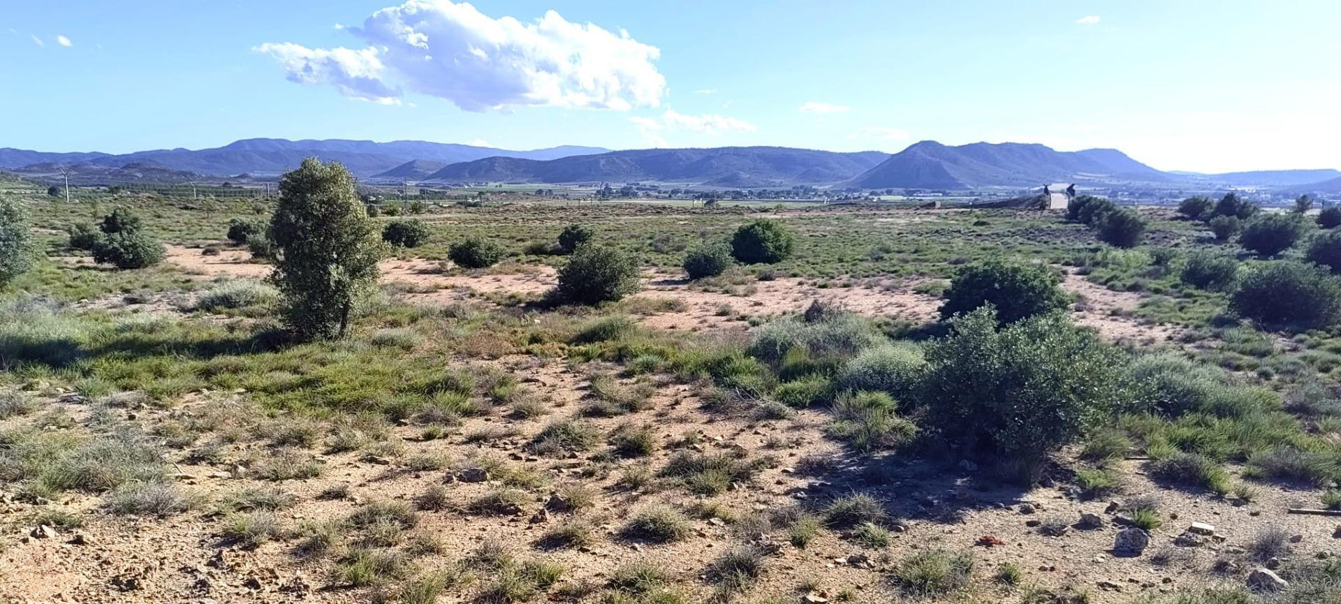 Fincas y solares-Venta-Villena-2412647-Foto-5