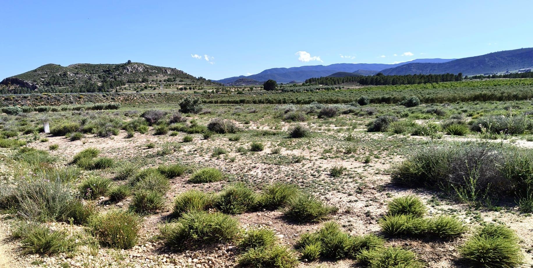 Fincas y solares-Venta-Villena-2412650-Foto-2