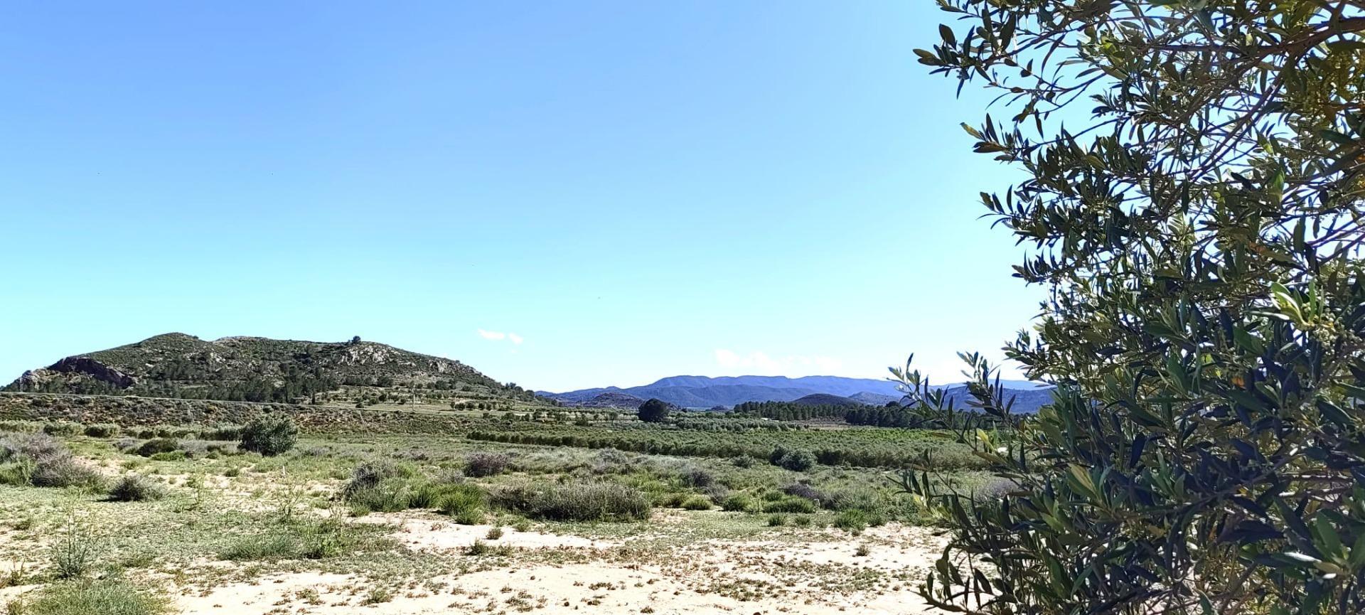 Fincas y solares-Venta-Villena-2412650-Foto-4