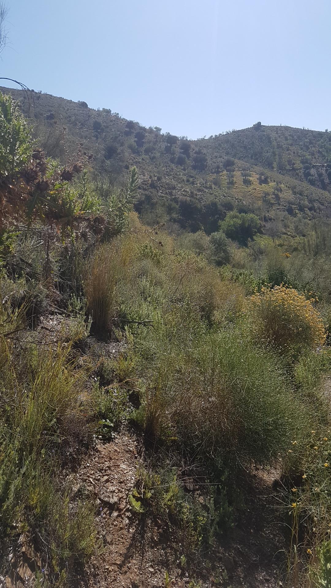 Fincas y solares-Venta-Chilches-2213719-Foto-4