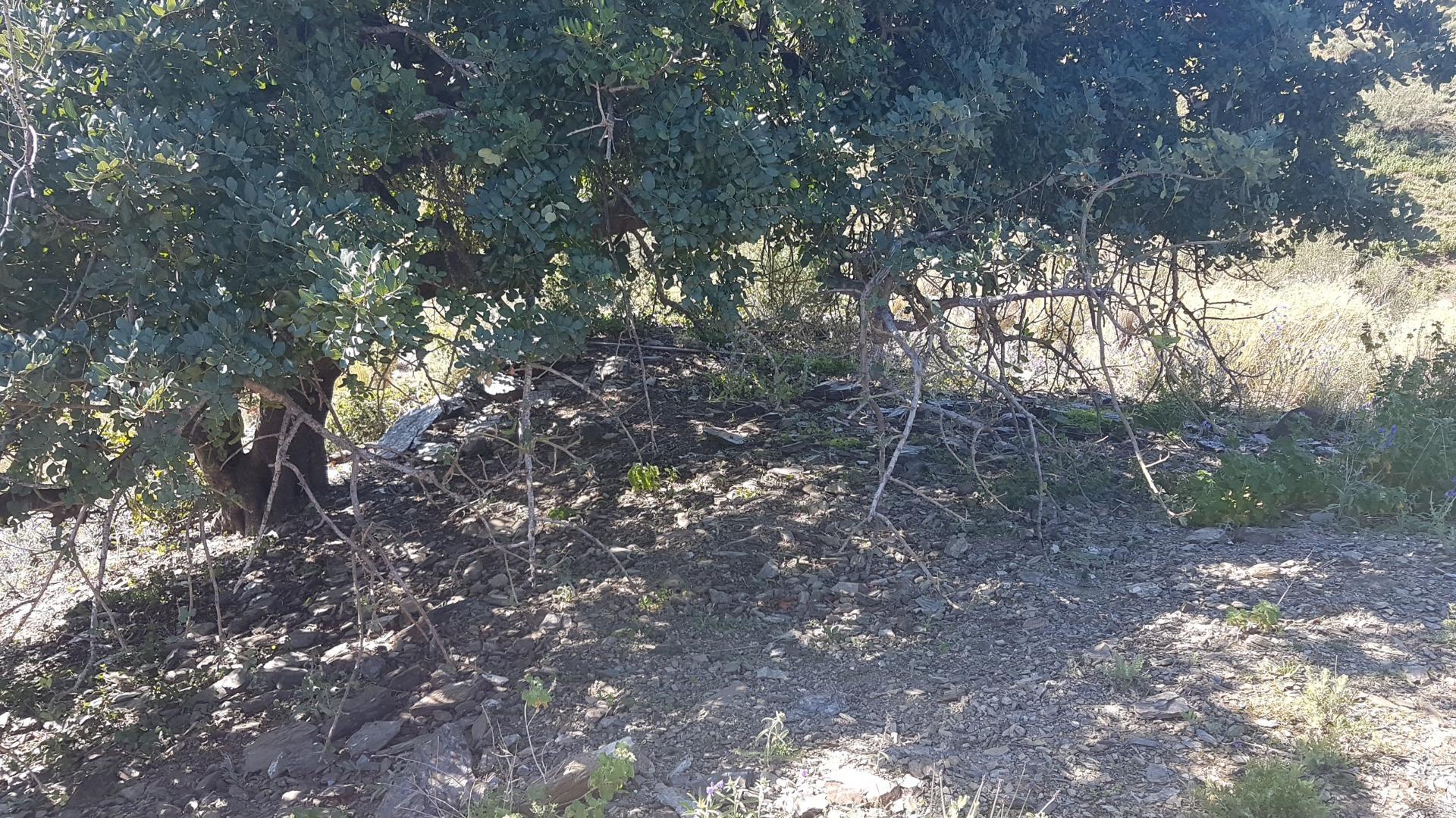 Fincas y solares-Venta-Chilches-2213719-Foto-5
