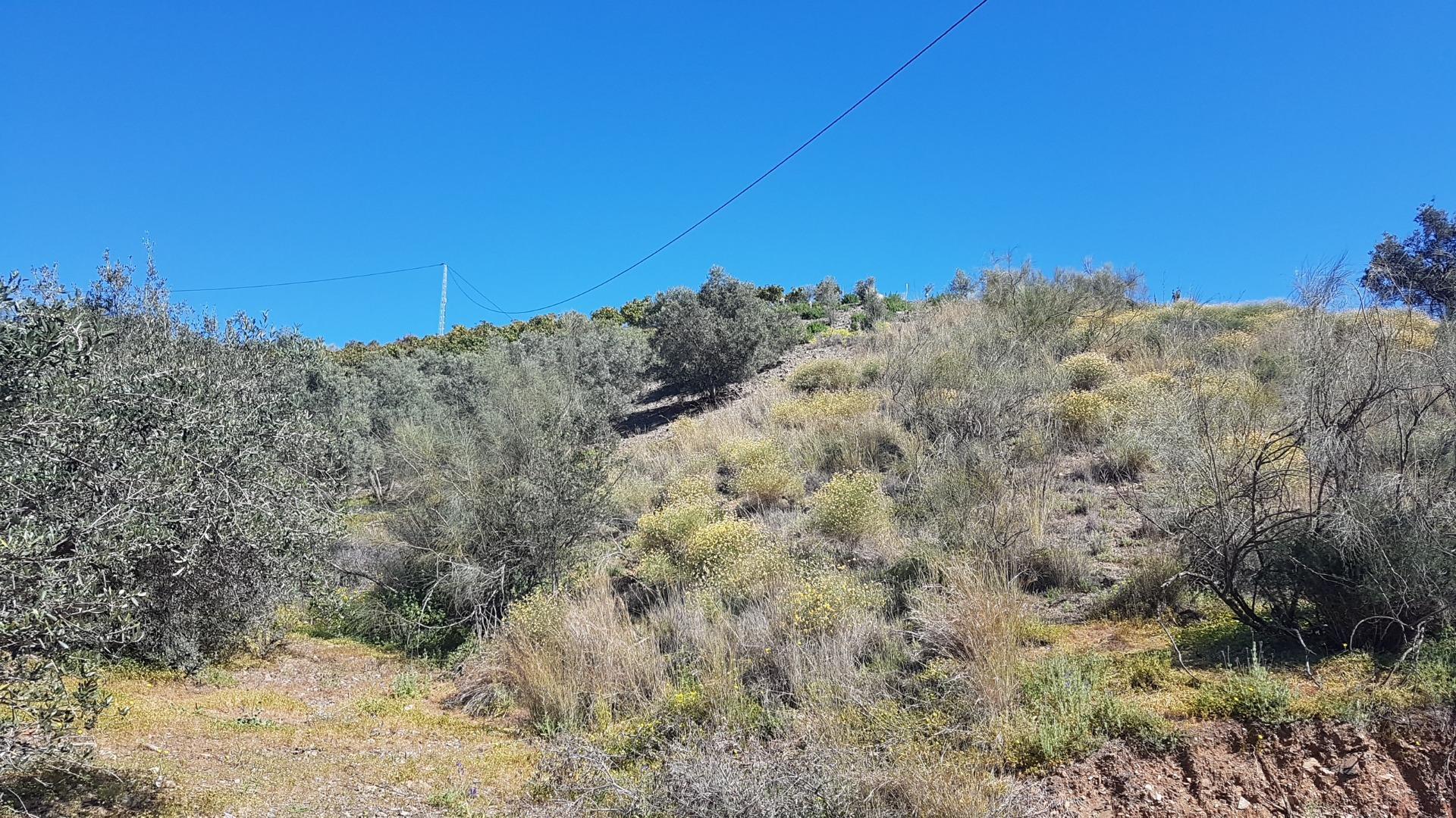 Fincas y solares-Venta-Chilches-2213719