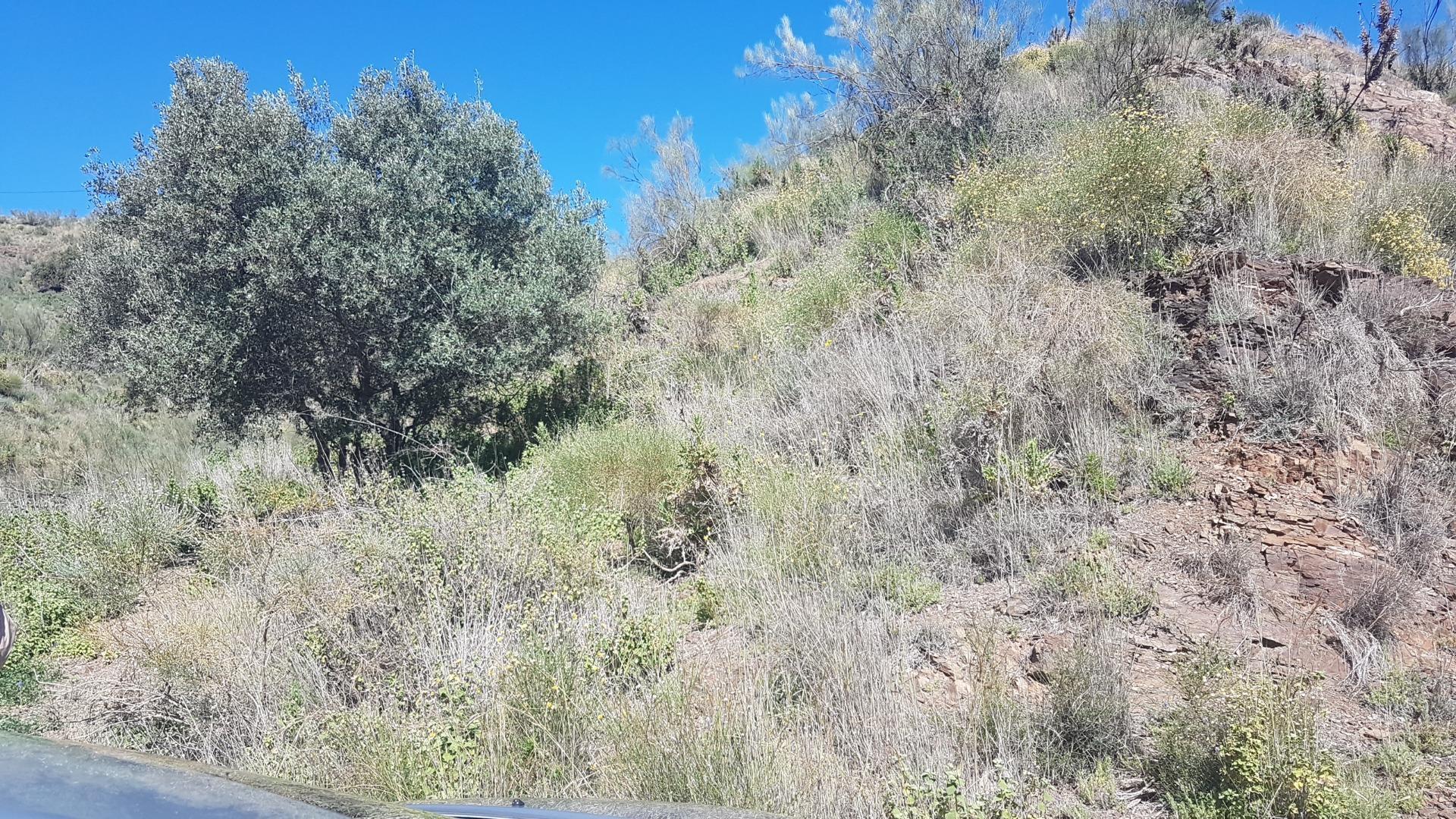 Fincas y solares-Venta-Chilches-2213719-Foto-3