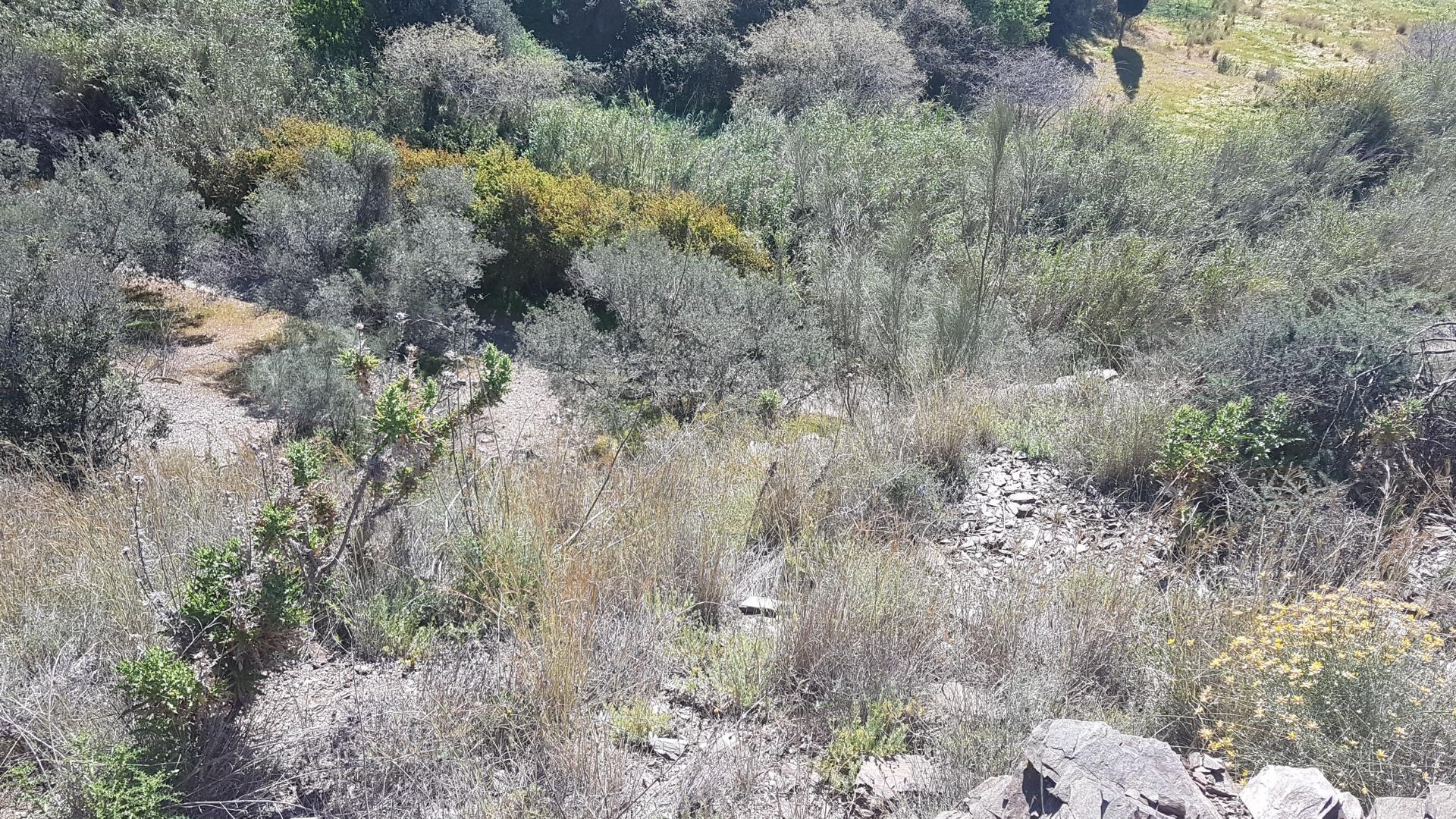 Fincas y solares-Venta-Chilches-2213719-Foto-8