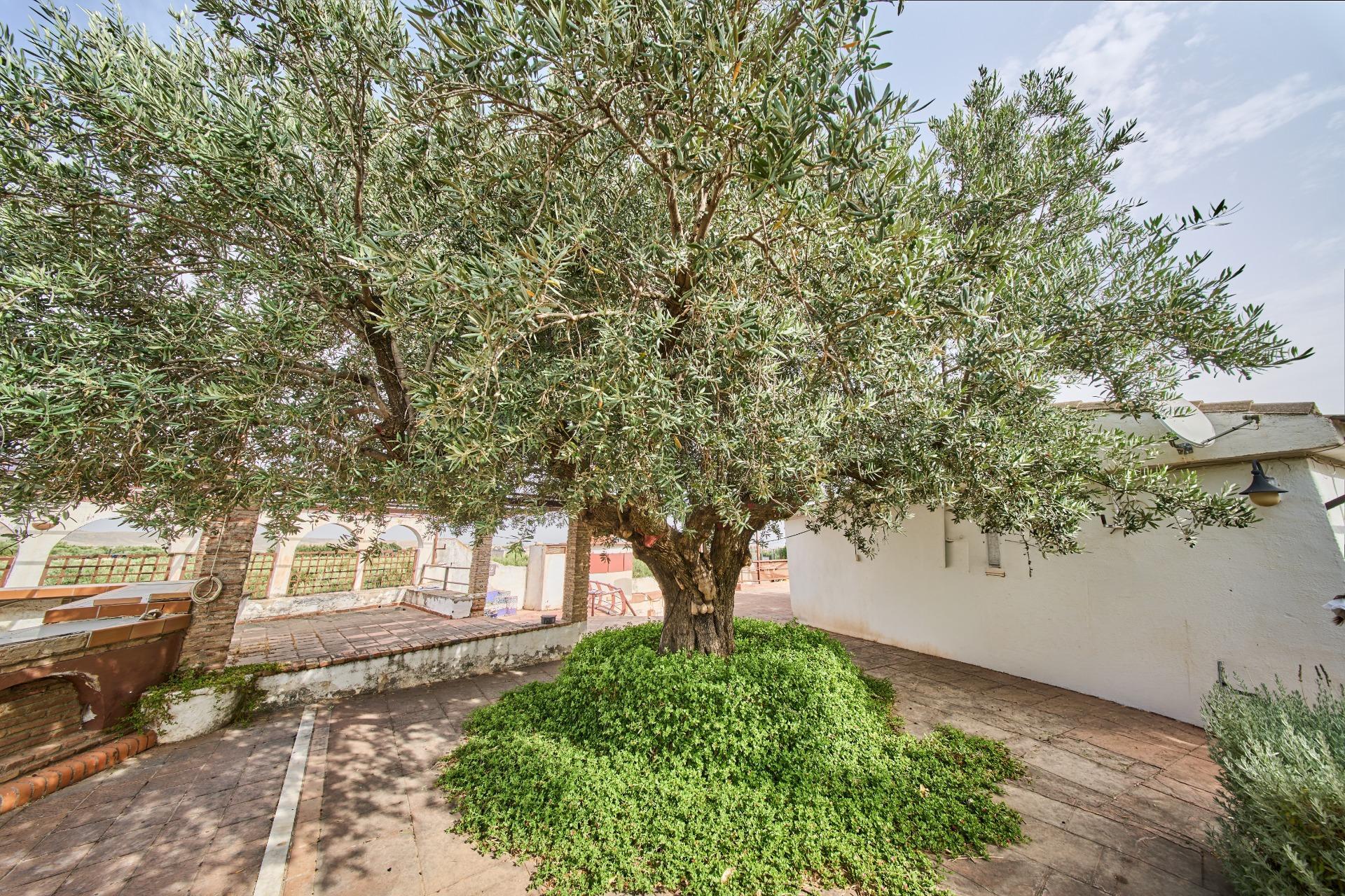 Pisos-Venta-Villa de Otura-2412767-Foto-44