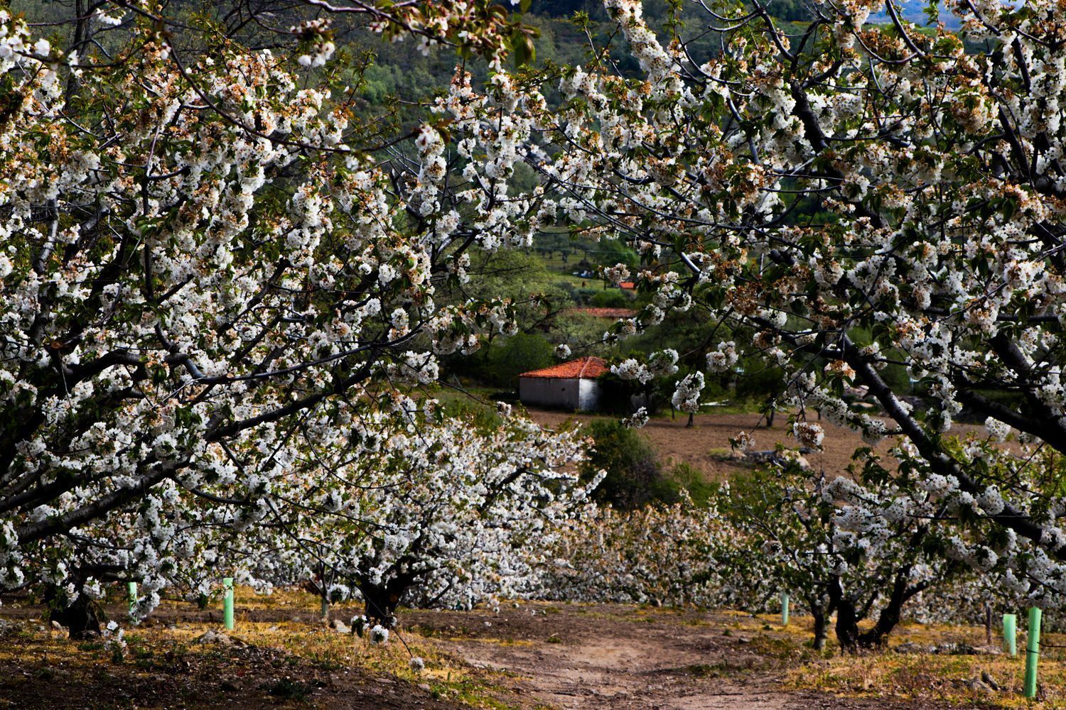 Casa rural en venta, Jarandilla de la Vera, CÃ¡ceres, CÃ¡ceres