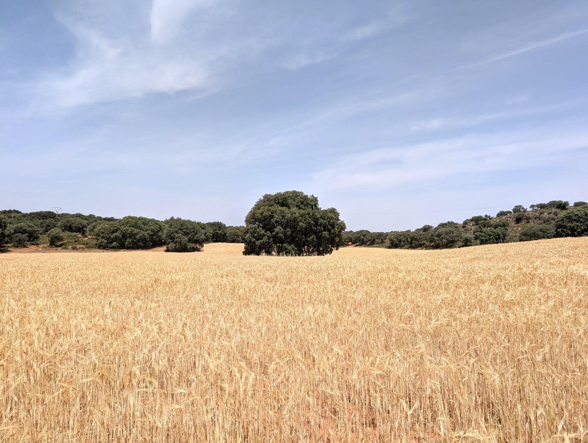 Casa rural en venta, Argamasilla de Alba, Ciudad Real