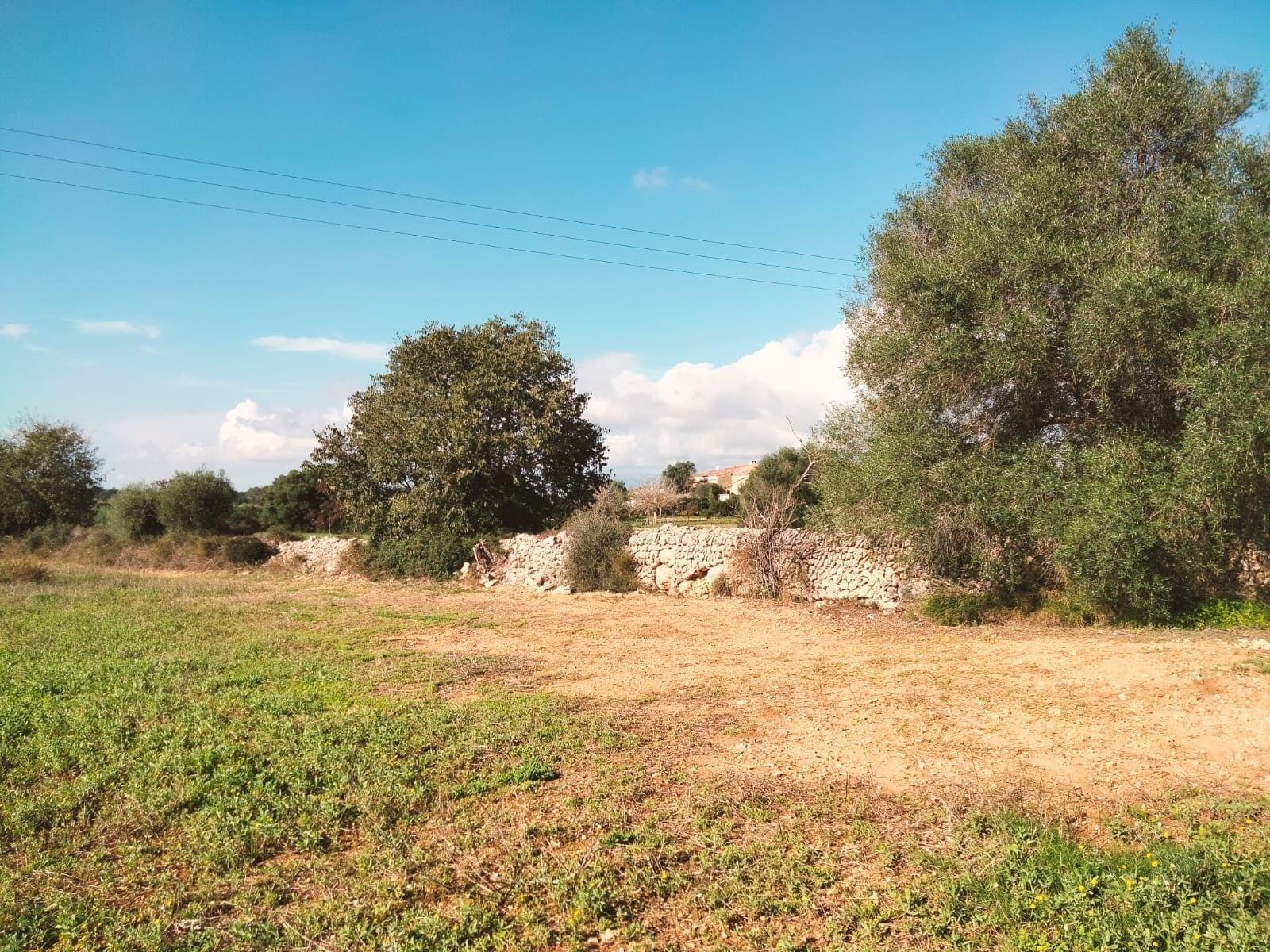 Suelo en venta, Llubí