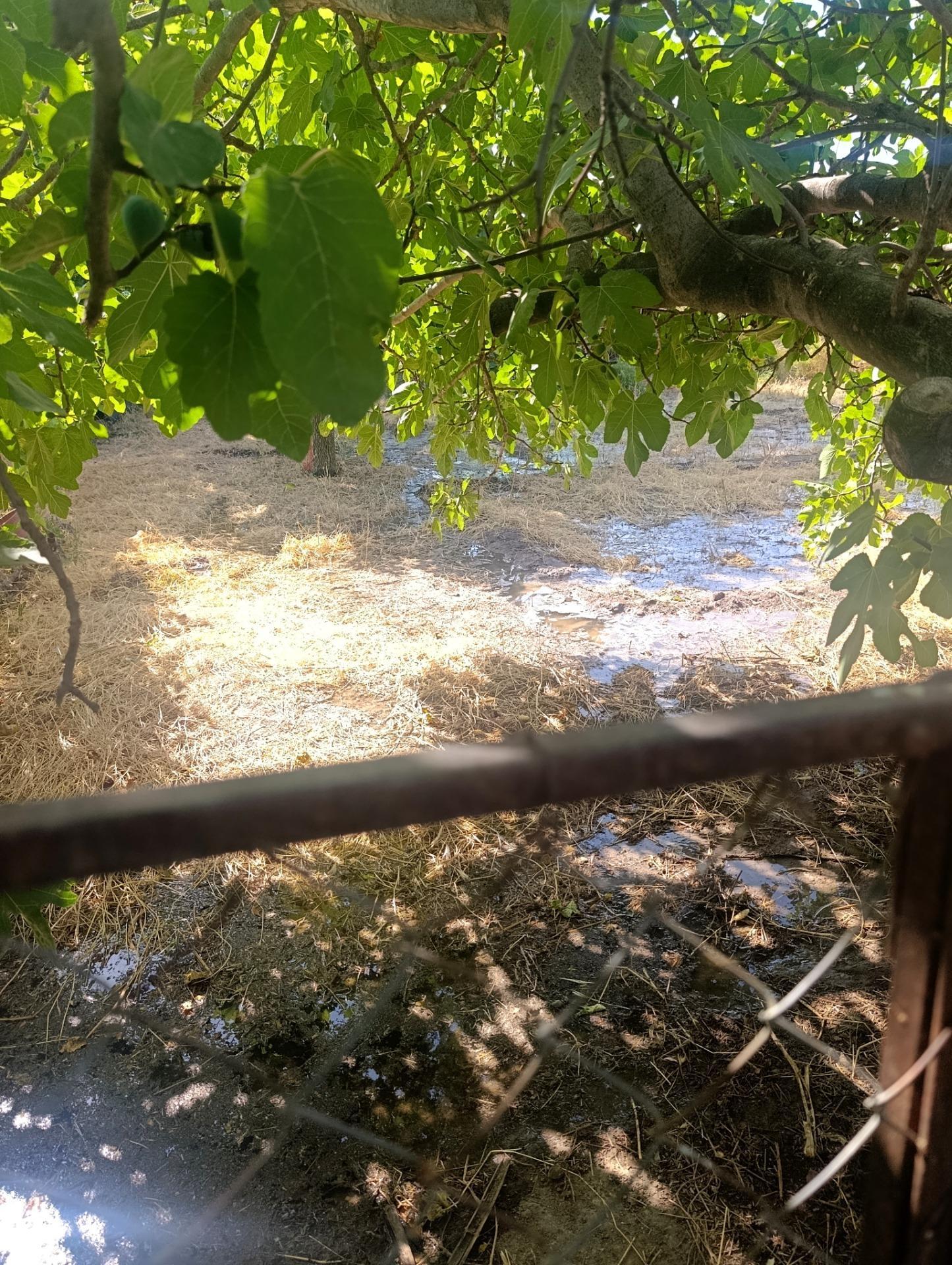 Rústico en venta, Cehegín