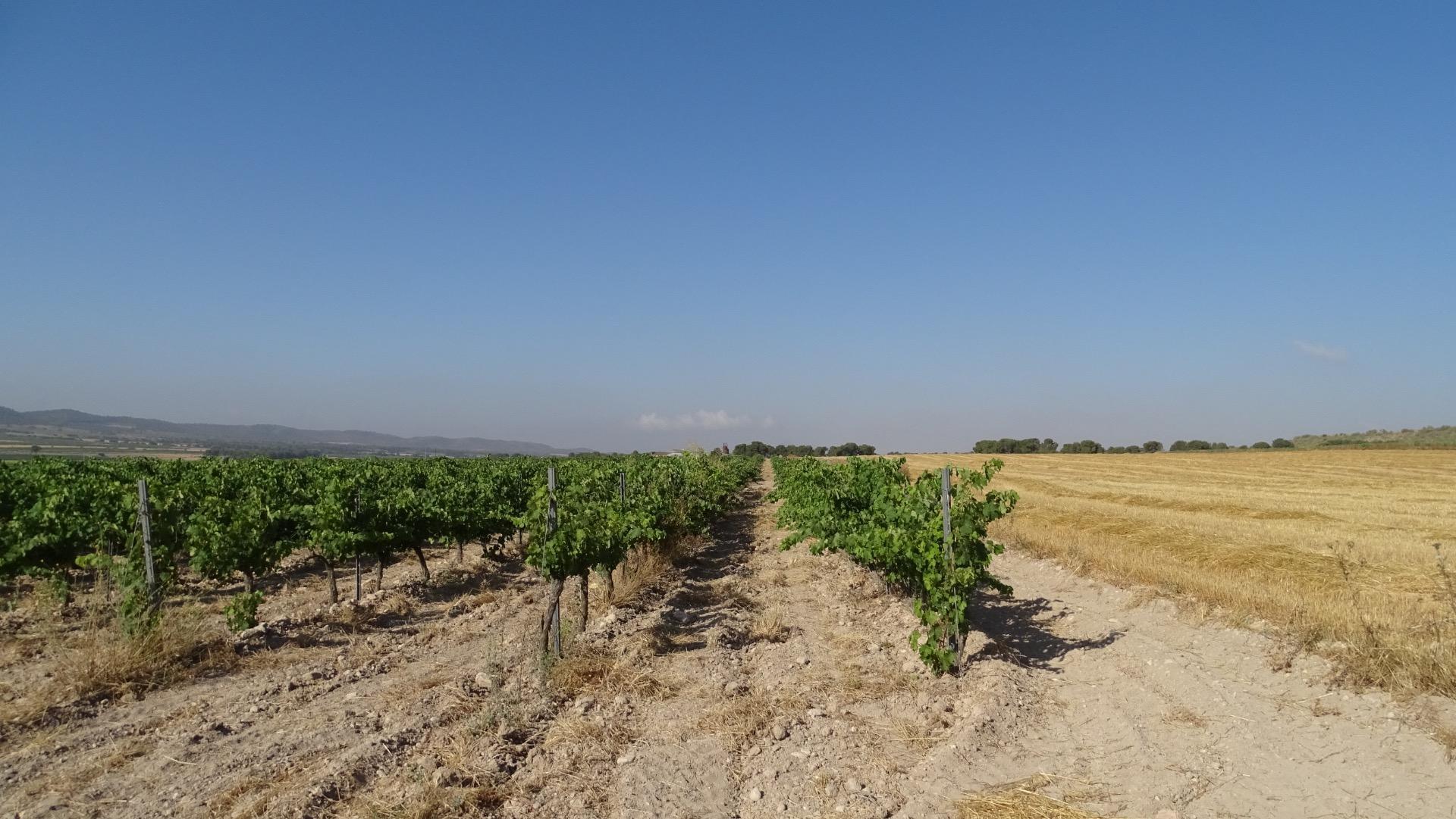 Fincas y solares-Venta-Villena-1975499-Foto-4