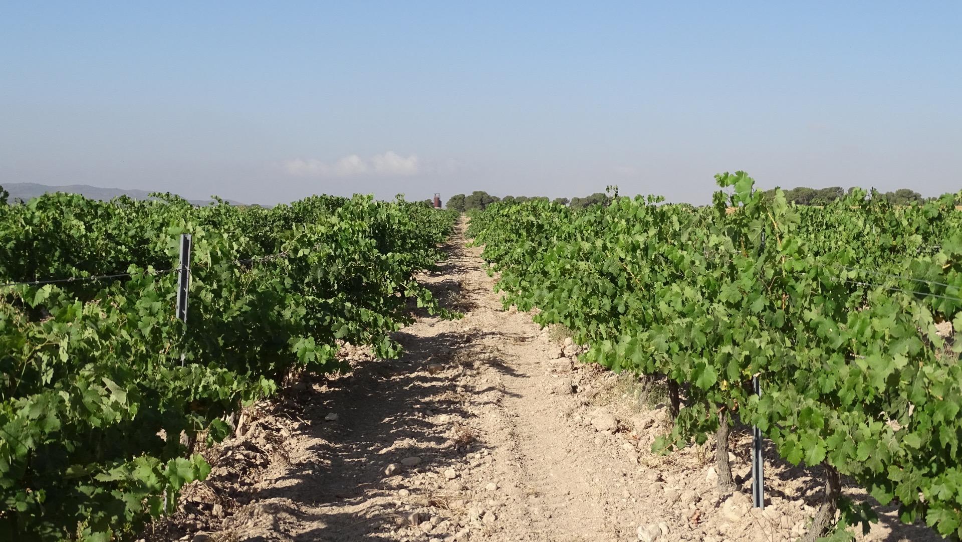 Fincas y solares-Venta-Villena-1975499