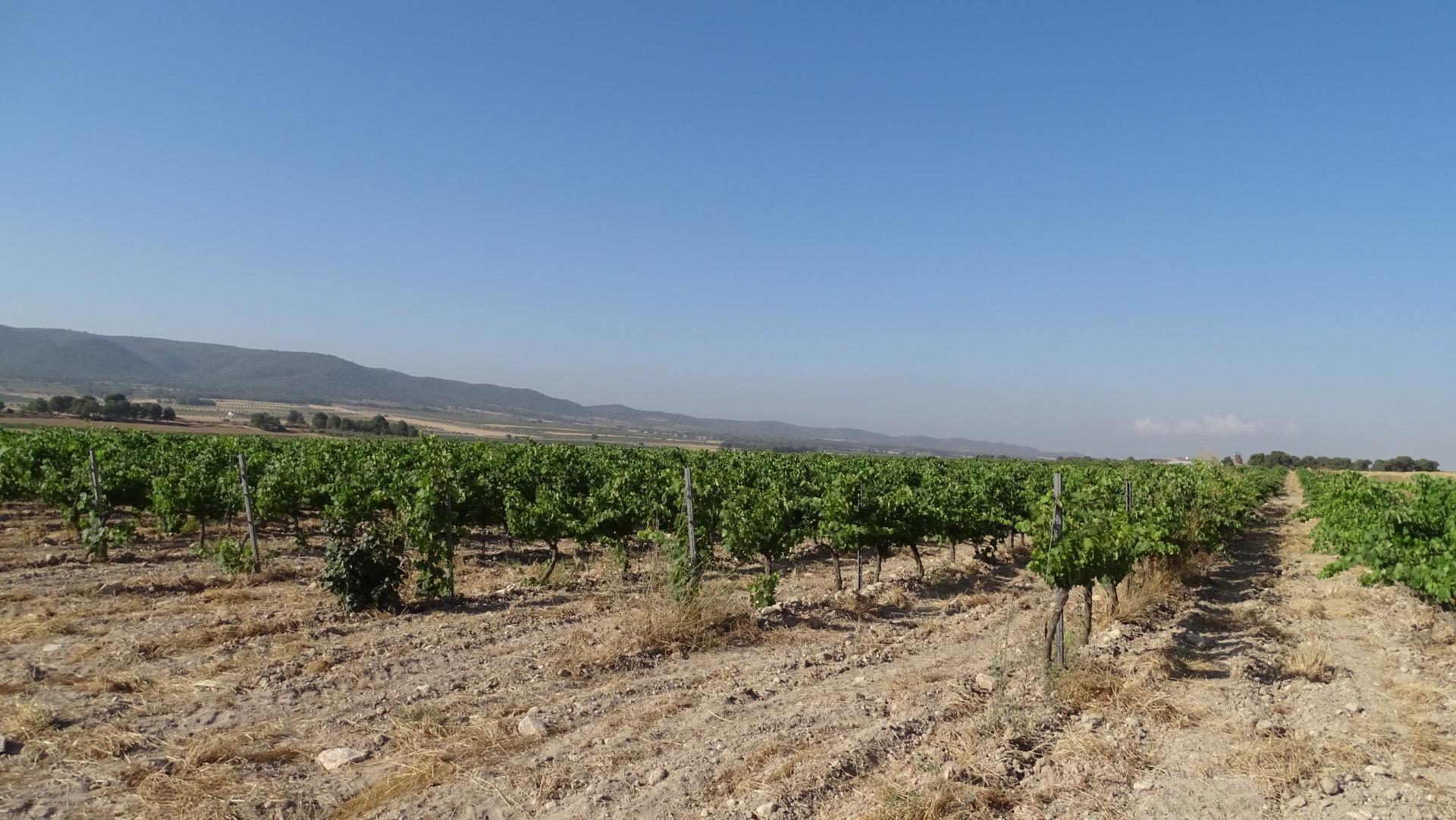 Fincas y solares-Venta-Villena-1975499-Foto-5