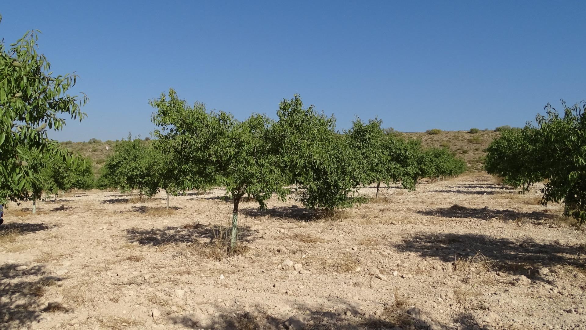 Fincas y solares-Venta-Villena-1975499-Foto-14