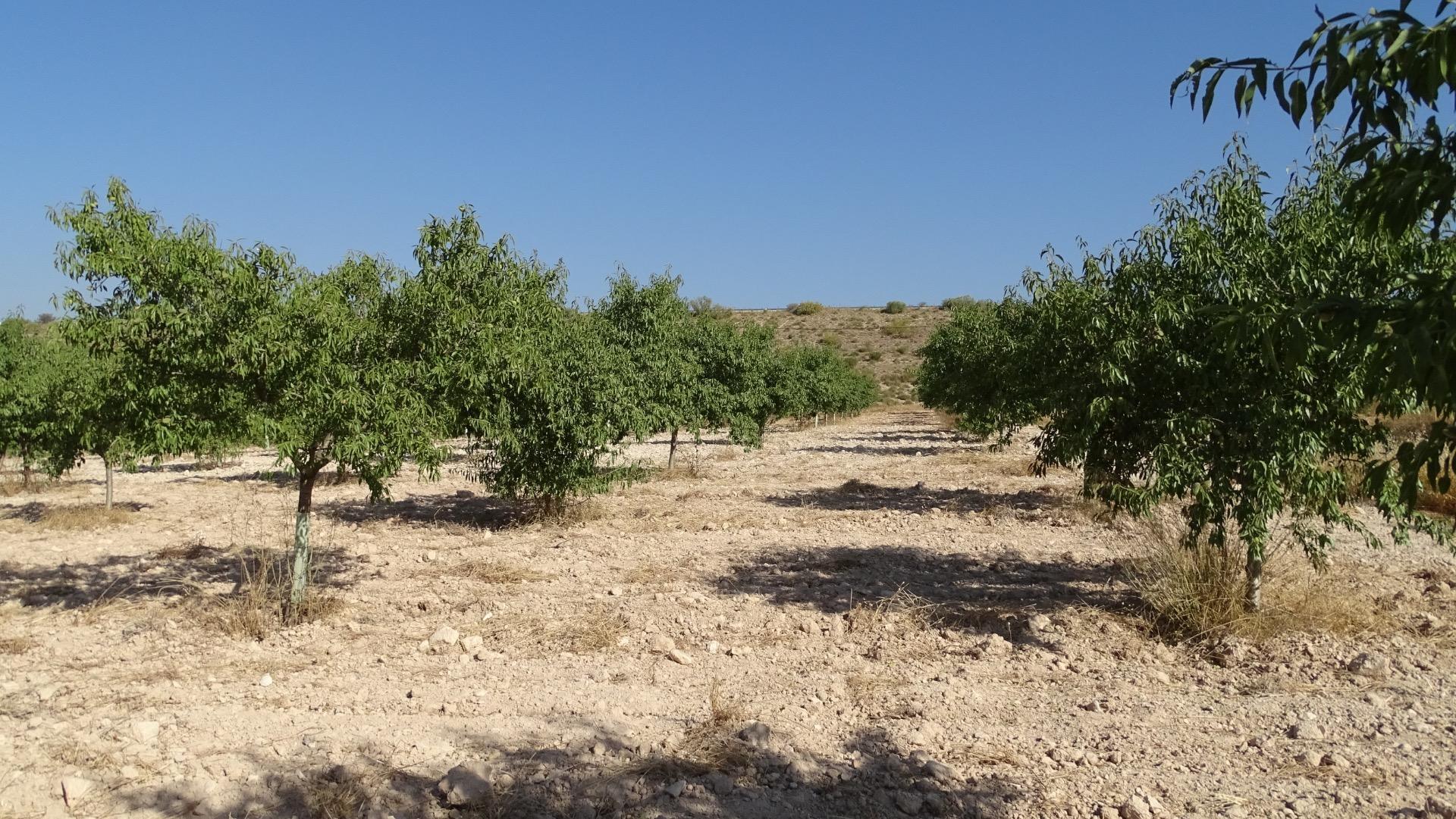 Fincas y solares-Venta-Villena-1975499-Foto-12