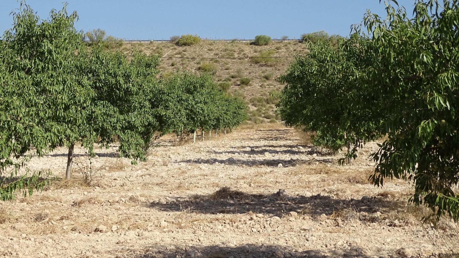Fincas y solares-Venta-Villena-1975499-Foto-13