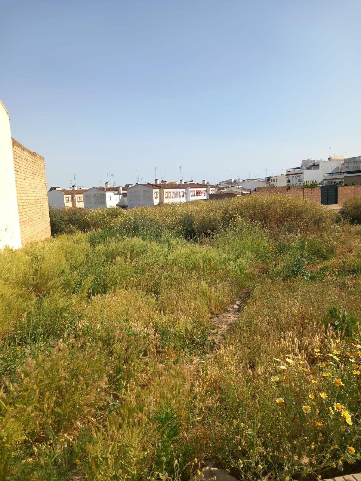 Fincas y solares-Venta-Bollullos Par del Condado-2411226-Foto-7