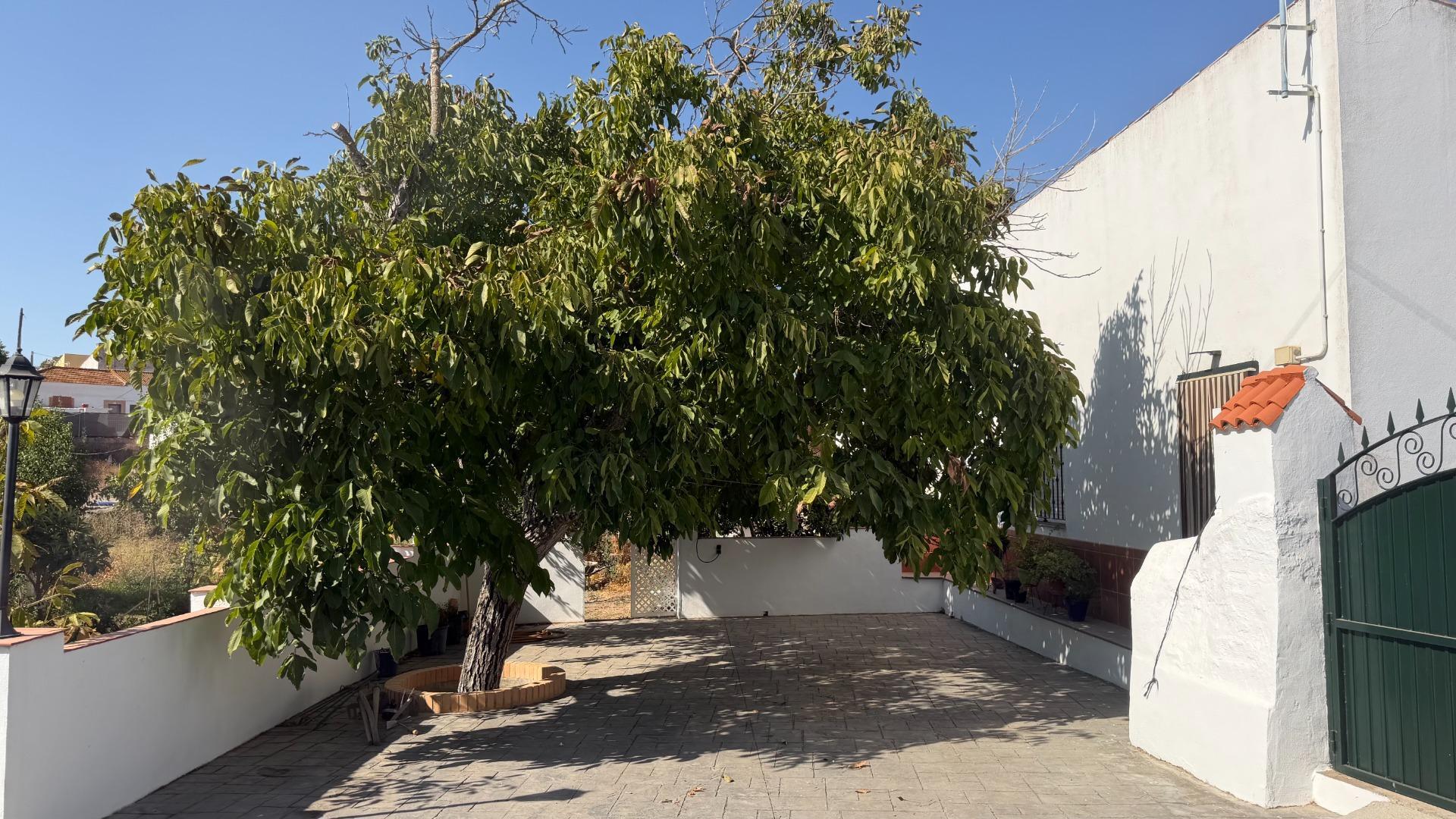 Fincas y solares-Venta-Alosno-2411262-Foto-3