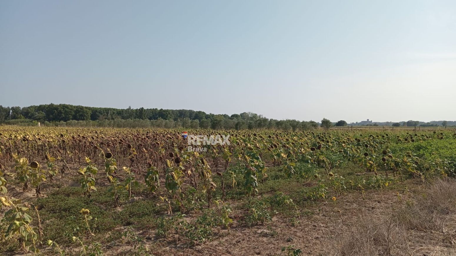 Fincas y solares-Venta-CastellÃ³ d