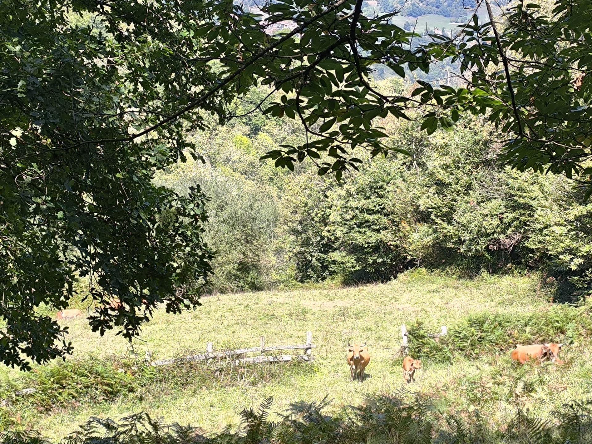 Pisos-Venta-Sobrescobio-2411376-Foto-23